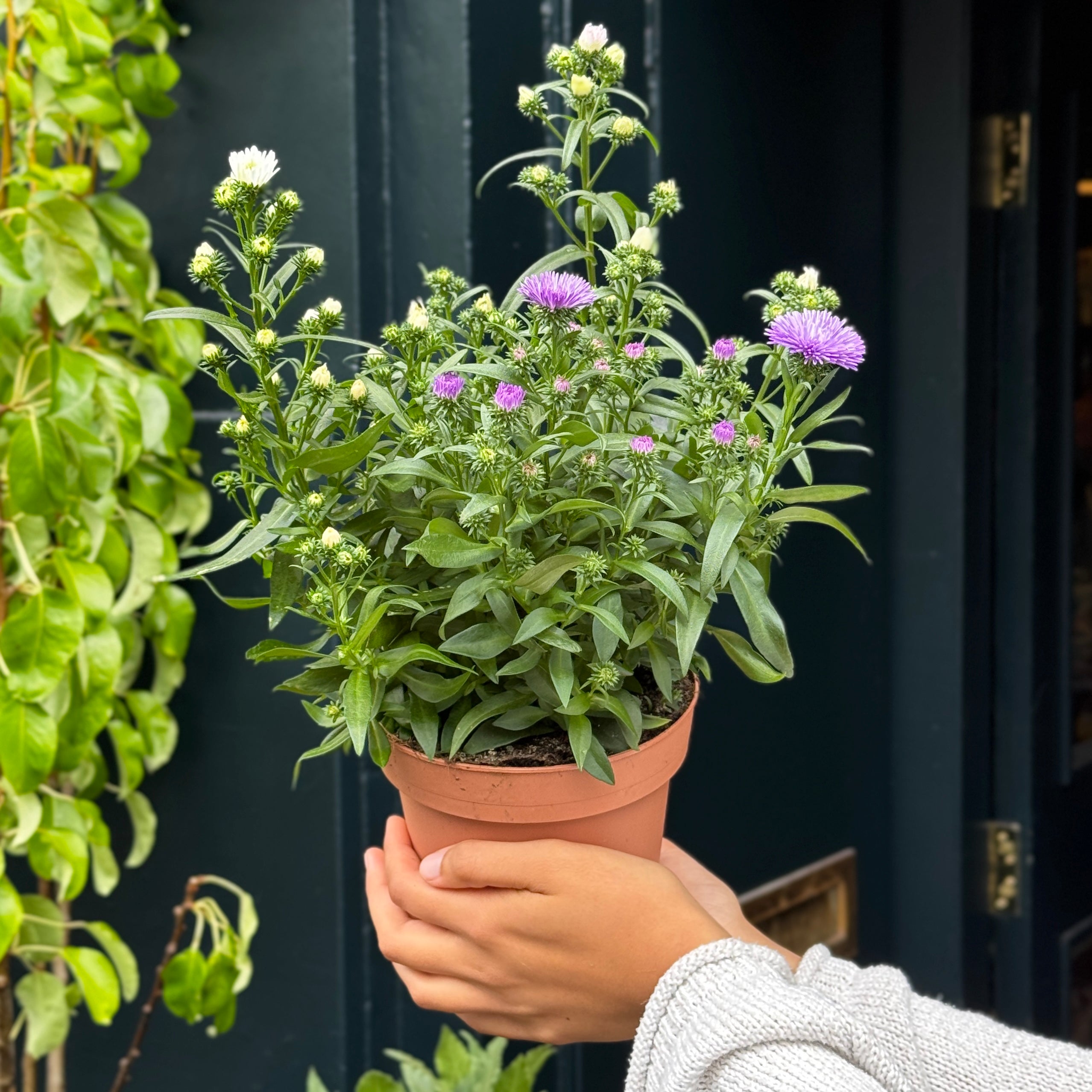Aster ‘Showmakers® Trio’