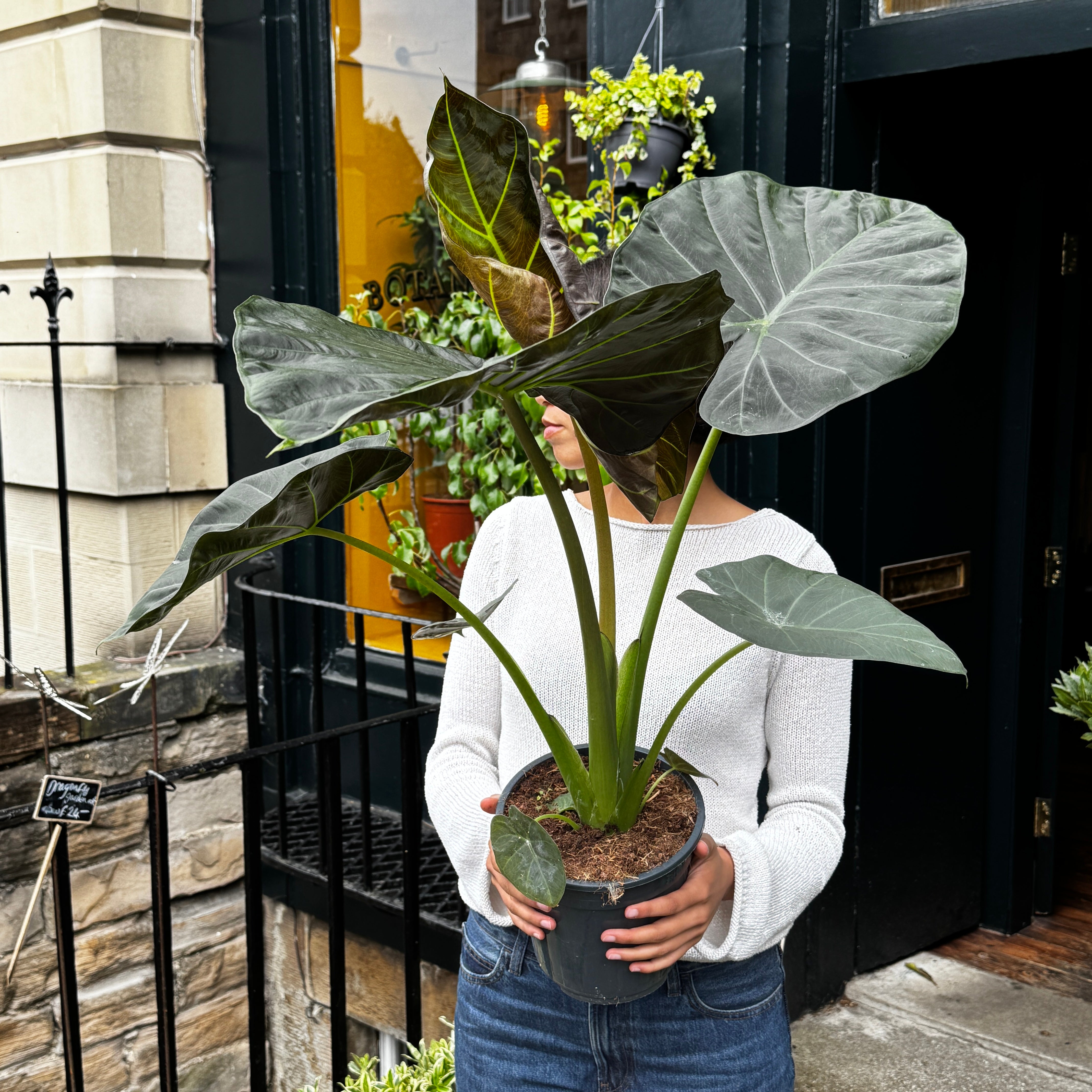 Alocasia 'Regal Shields'