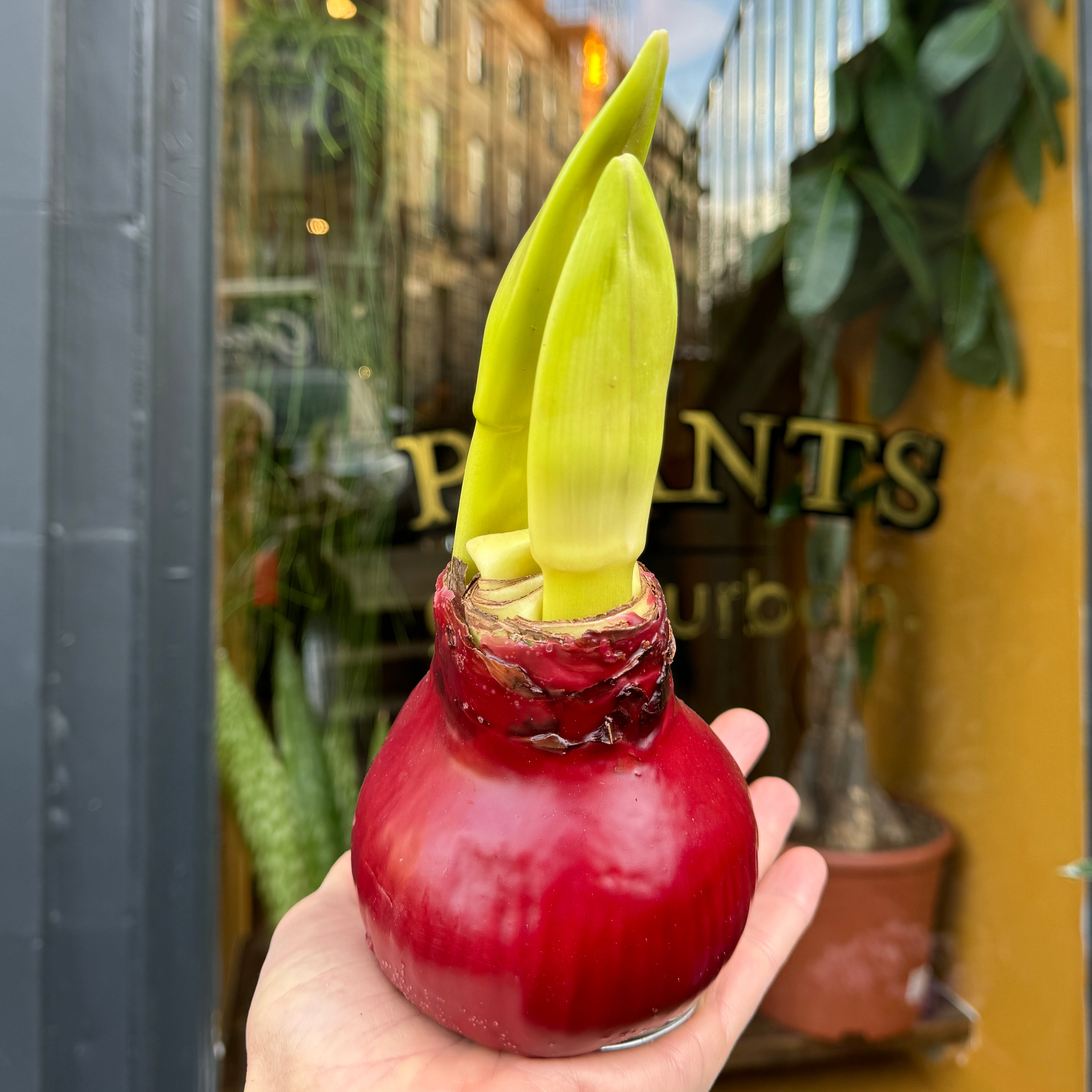Waxes amaryllis bulb - the perfect festive gift and no watering required.