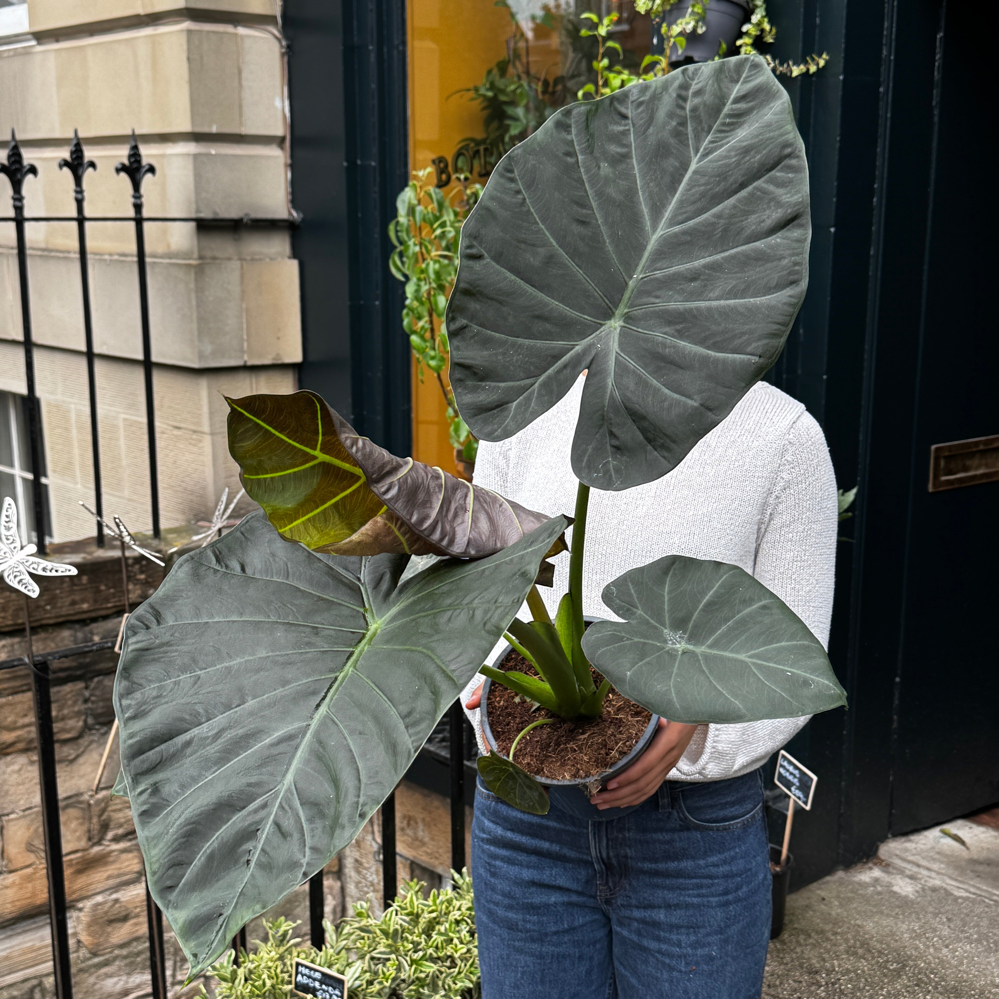 Alocasia 'Regal Shields'