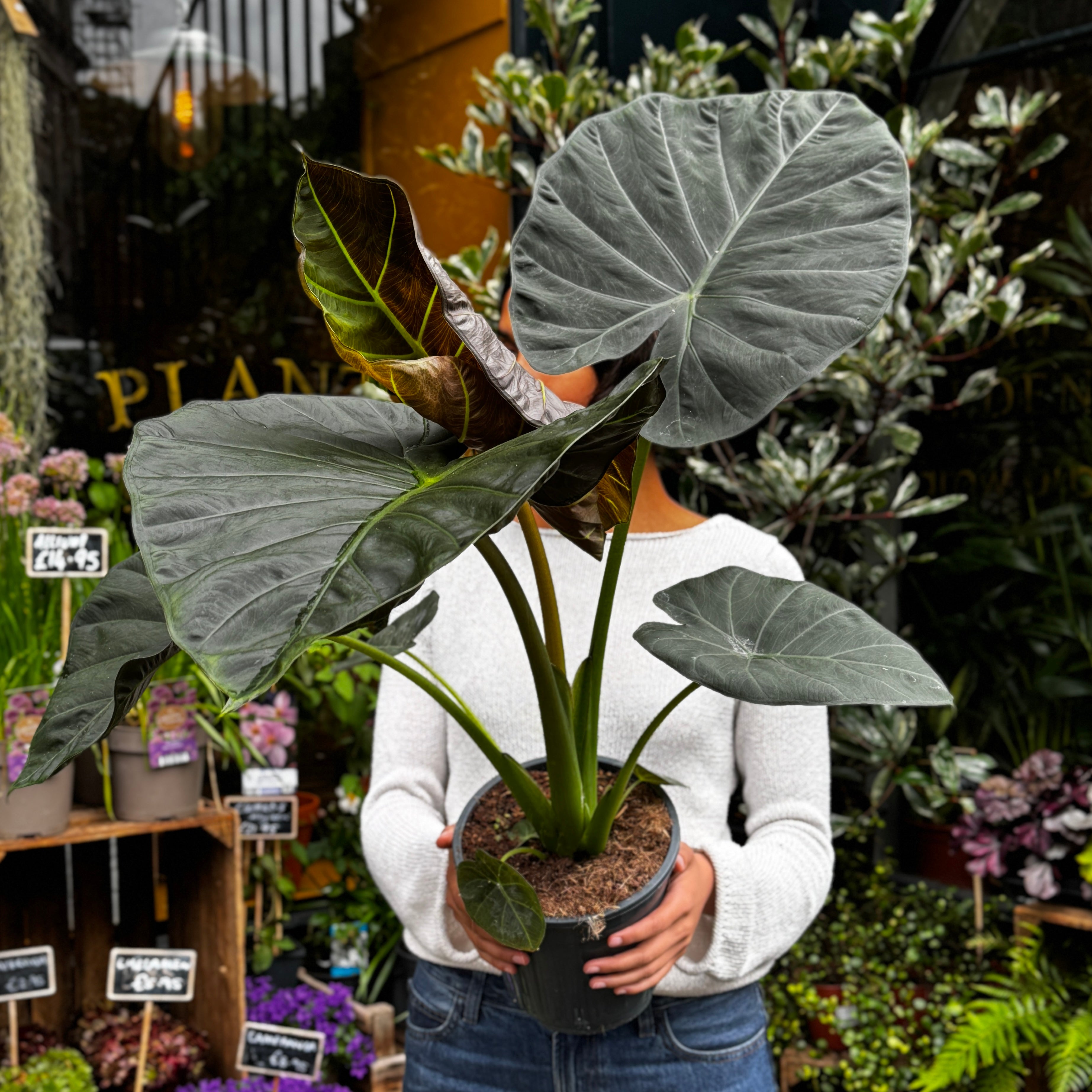Alocasia 'Regal Shields'