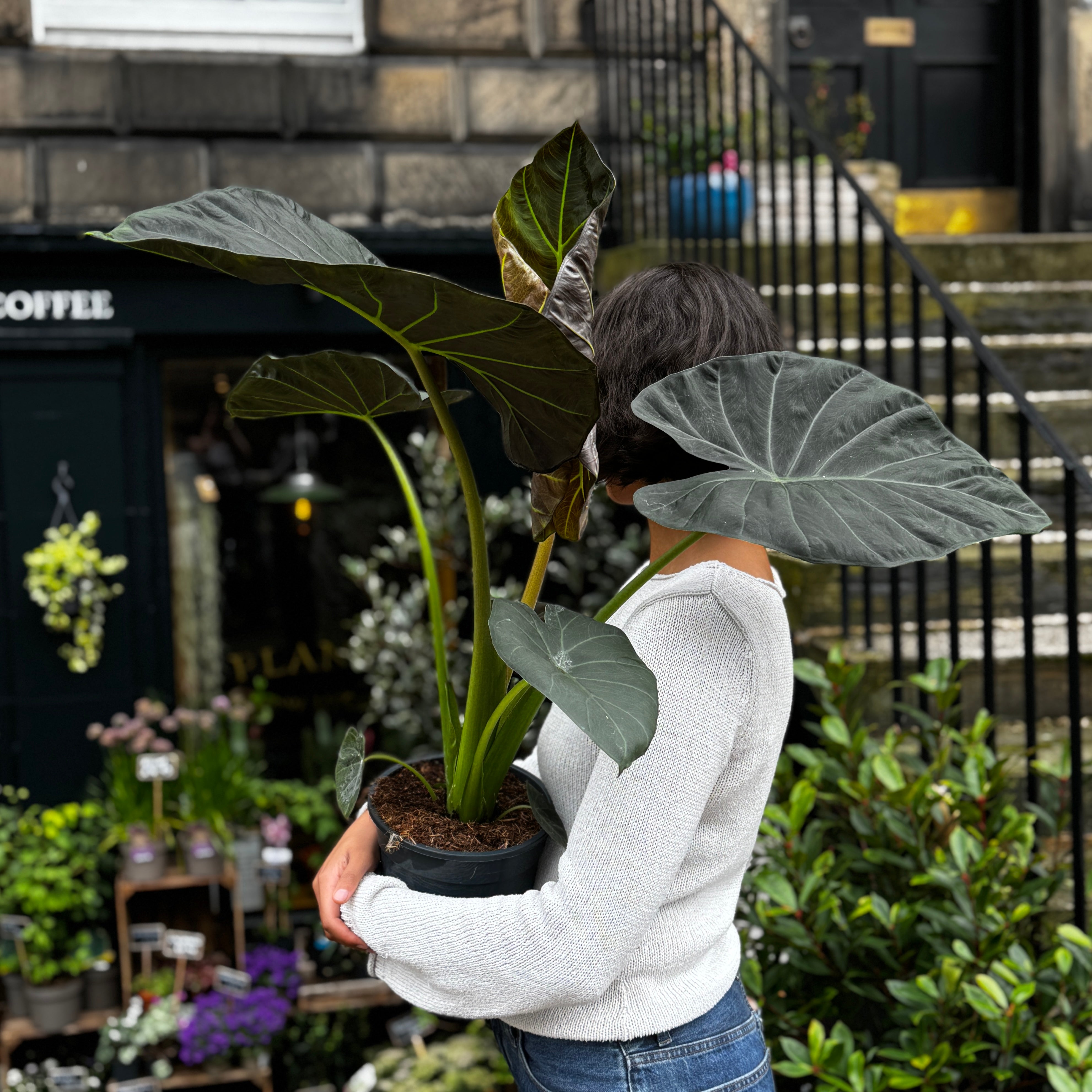 Alocasia 'Regal Shields'