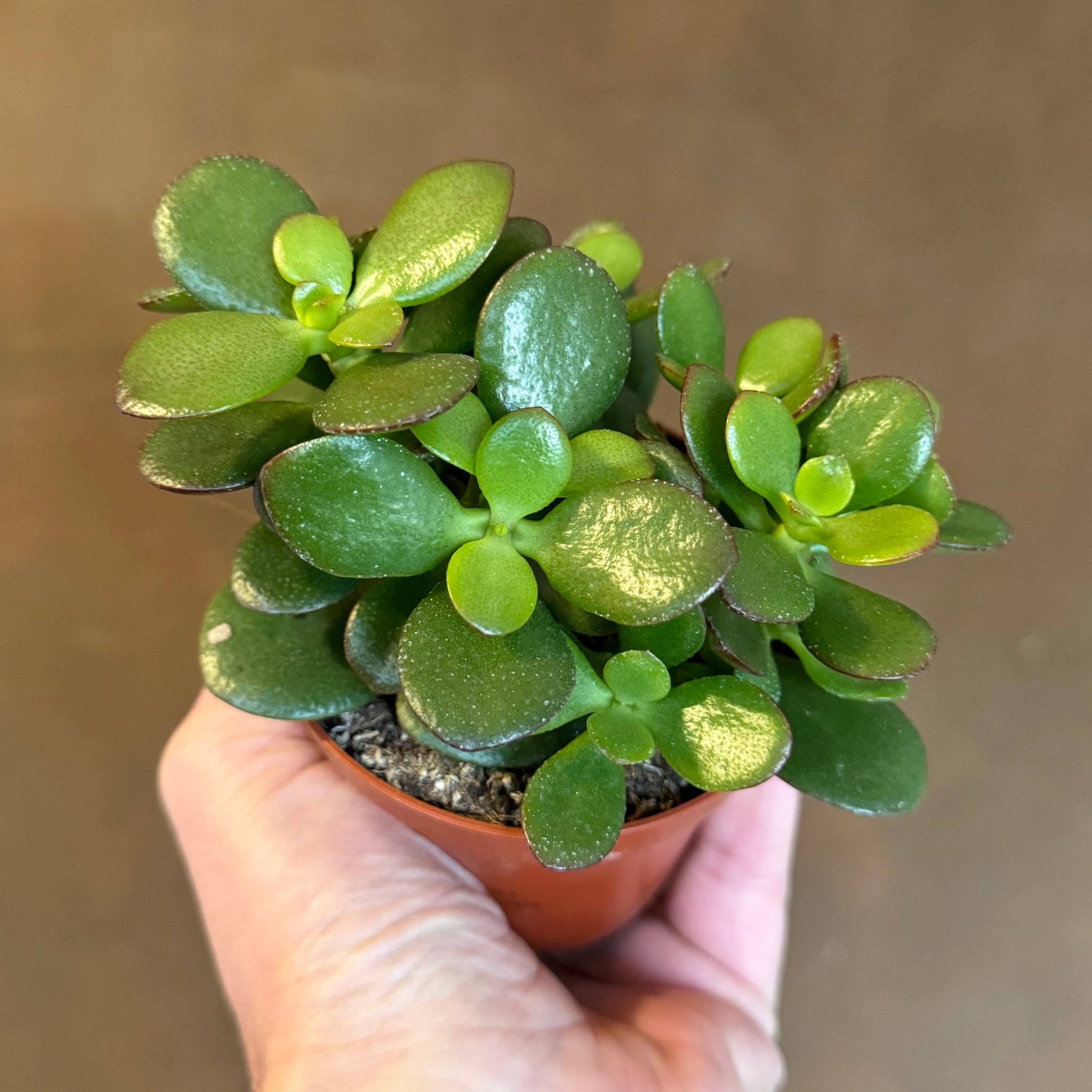 10 - 15cm Crassula Hottentot Succulent House Plant in 11cm Pot – Plants