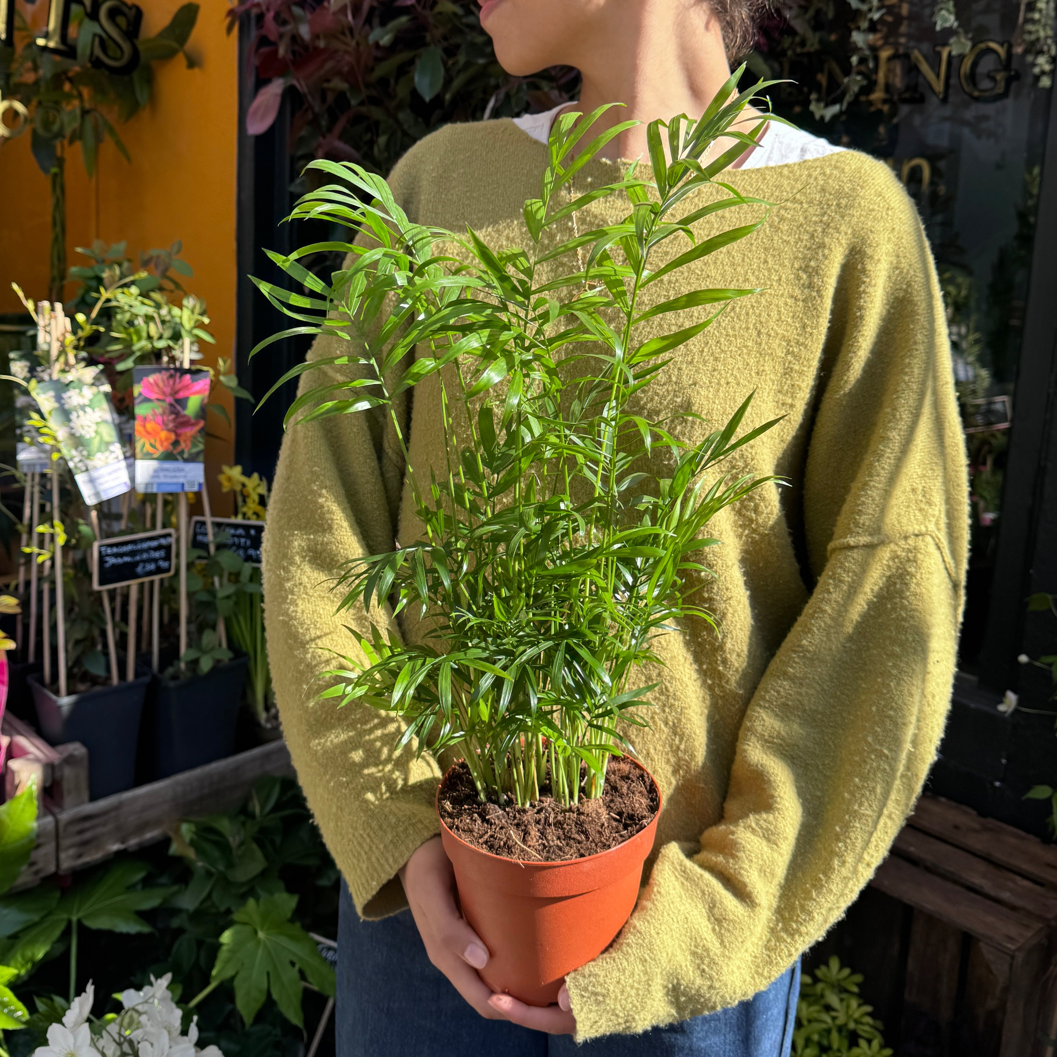 Chamaedorea elegans