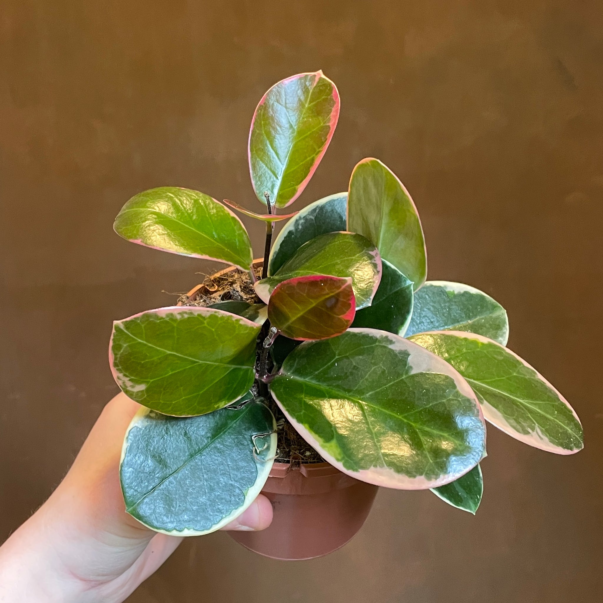 HOYA AUSTRALIS BLONDIE ALBOMARGINATA visual data 5