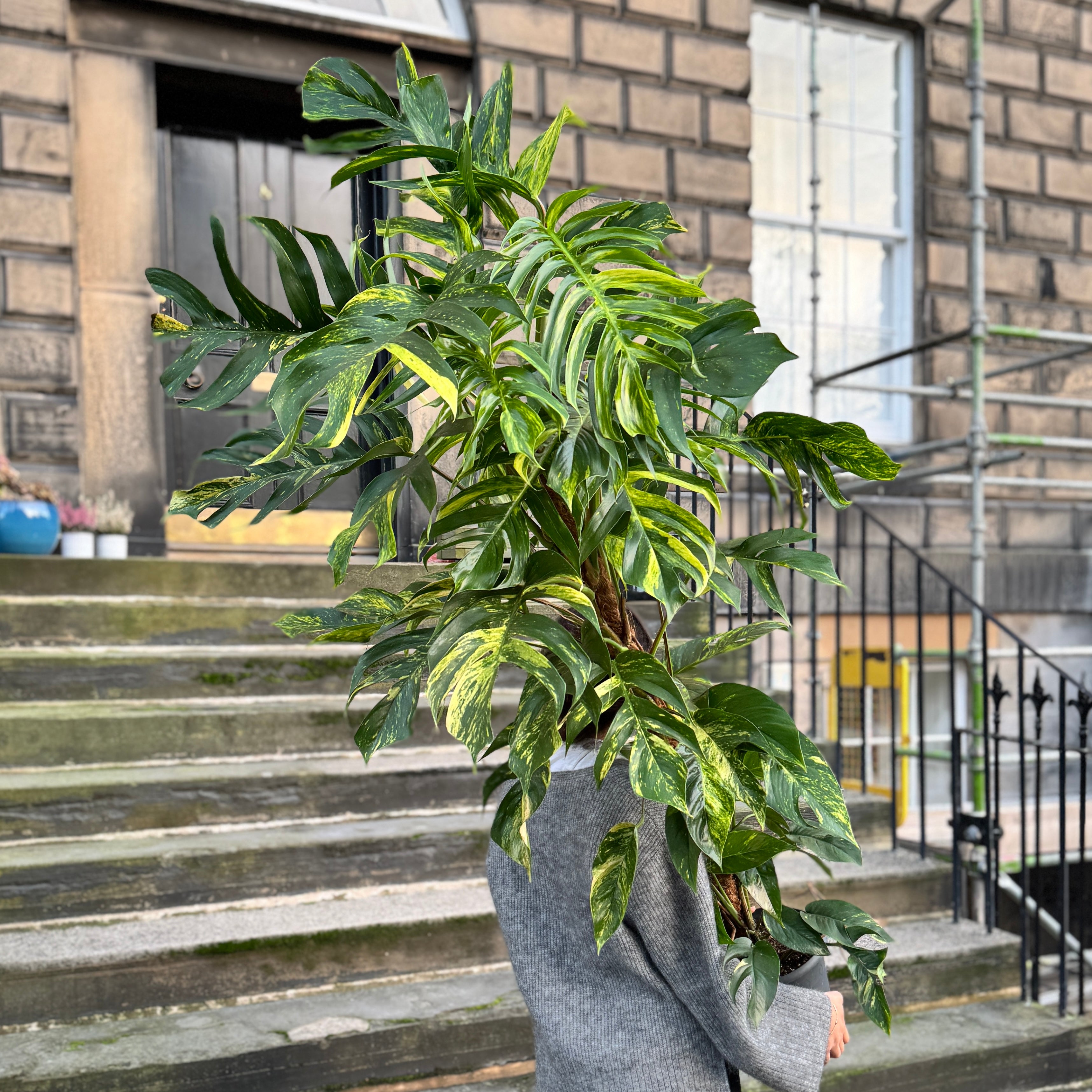 Epipremnum pinnatum ‘Cintho Goldfinger'