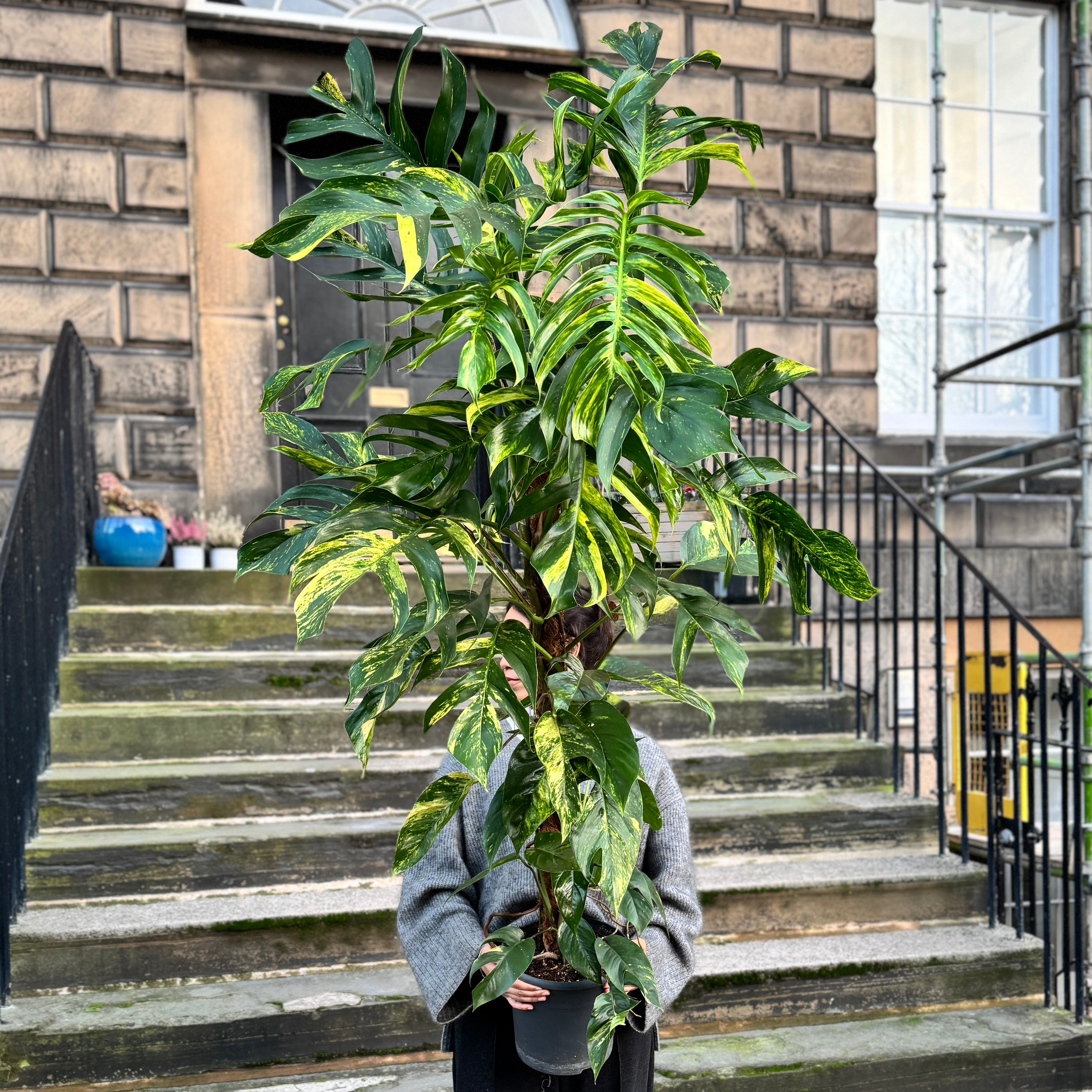 Epipremnum pinnatum ‘Cintho Goldfinger'