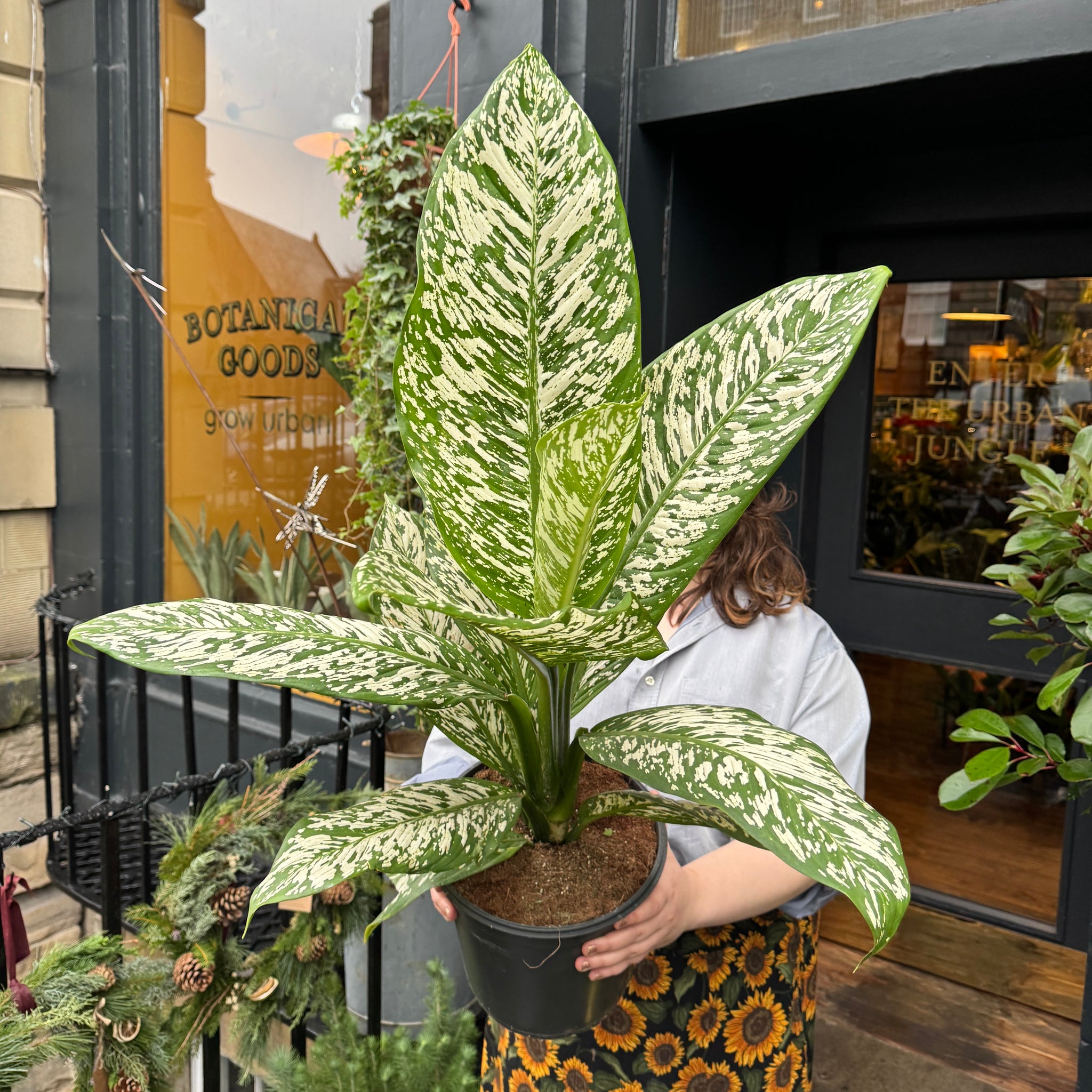 dieffenbachia white etna care Dieffenbachia 'White Etna'