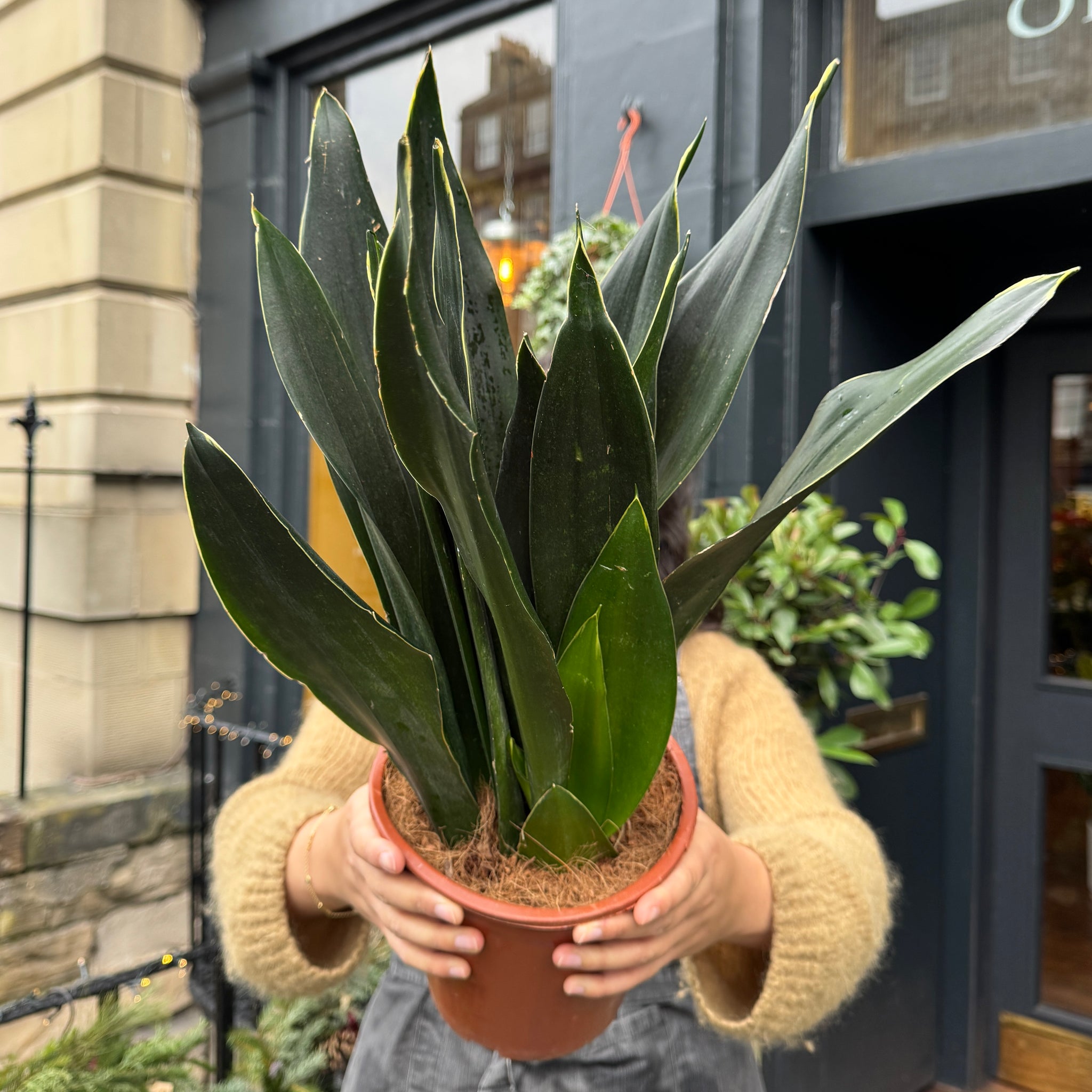 black diamond sansevieria Sansevieria 'Black Diamond' (17cm pot)