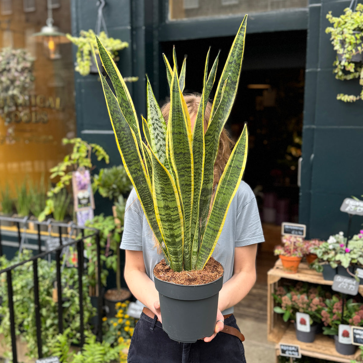 Sansevieria ‘Laurentii’ (19cm pot)