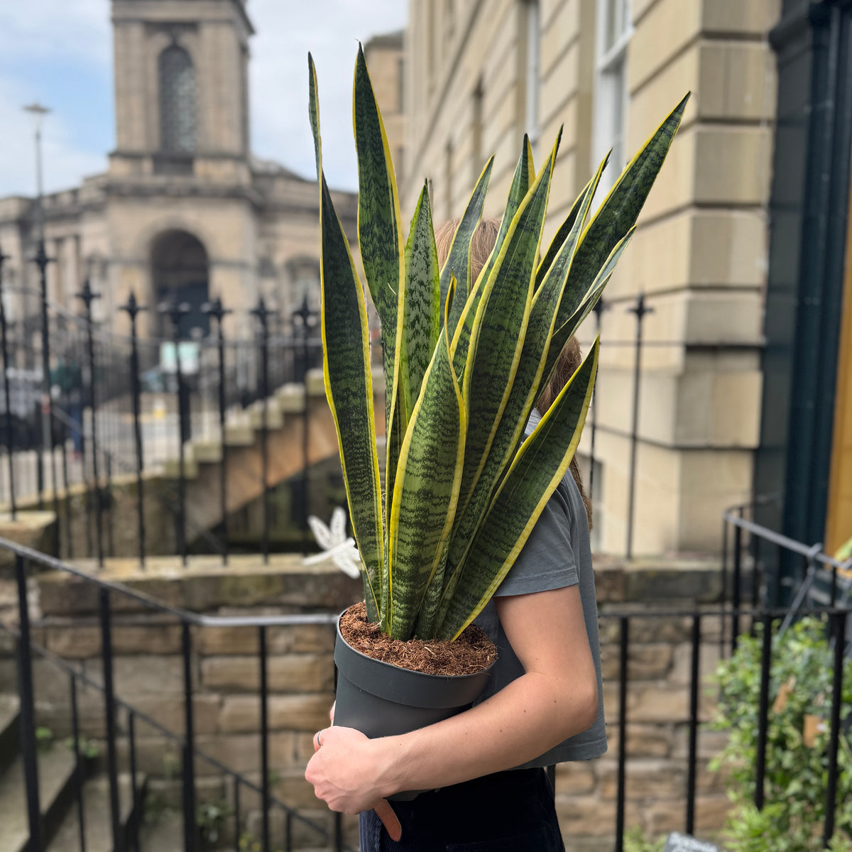 Sansevieria ‘Laurentii’ (19cm pot)