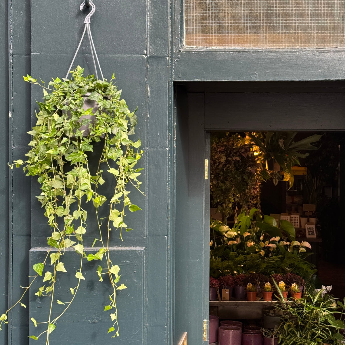 Hedera helix 'Wilco' (hangpot)