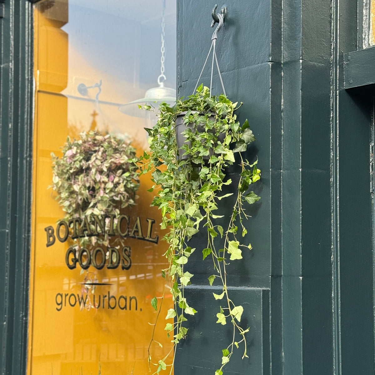 Hedera helix 'Wilco' (hangpot)