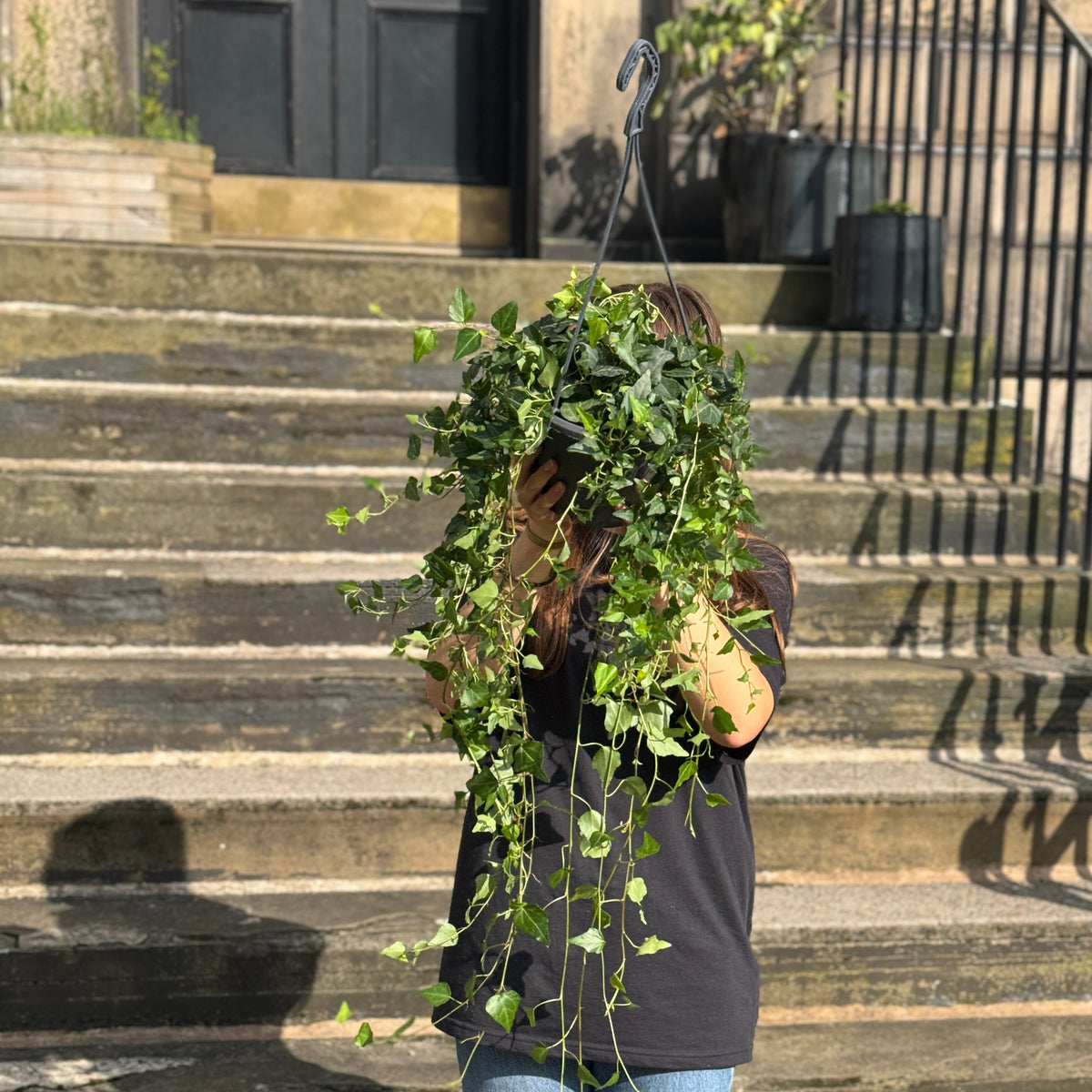 Hedera helix 'Wilco' (hangpot)