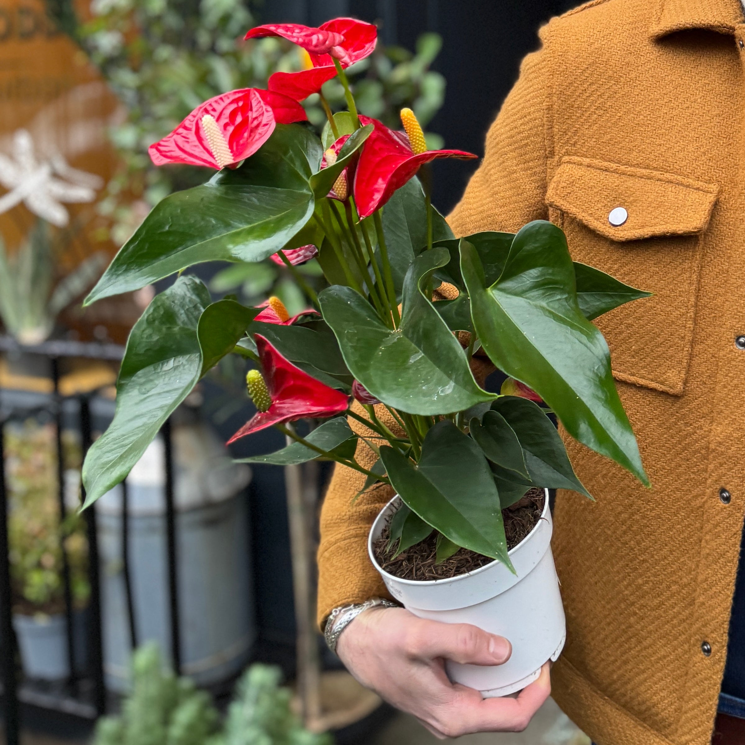 Anthurium ‘Royal Red Champion’