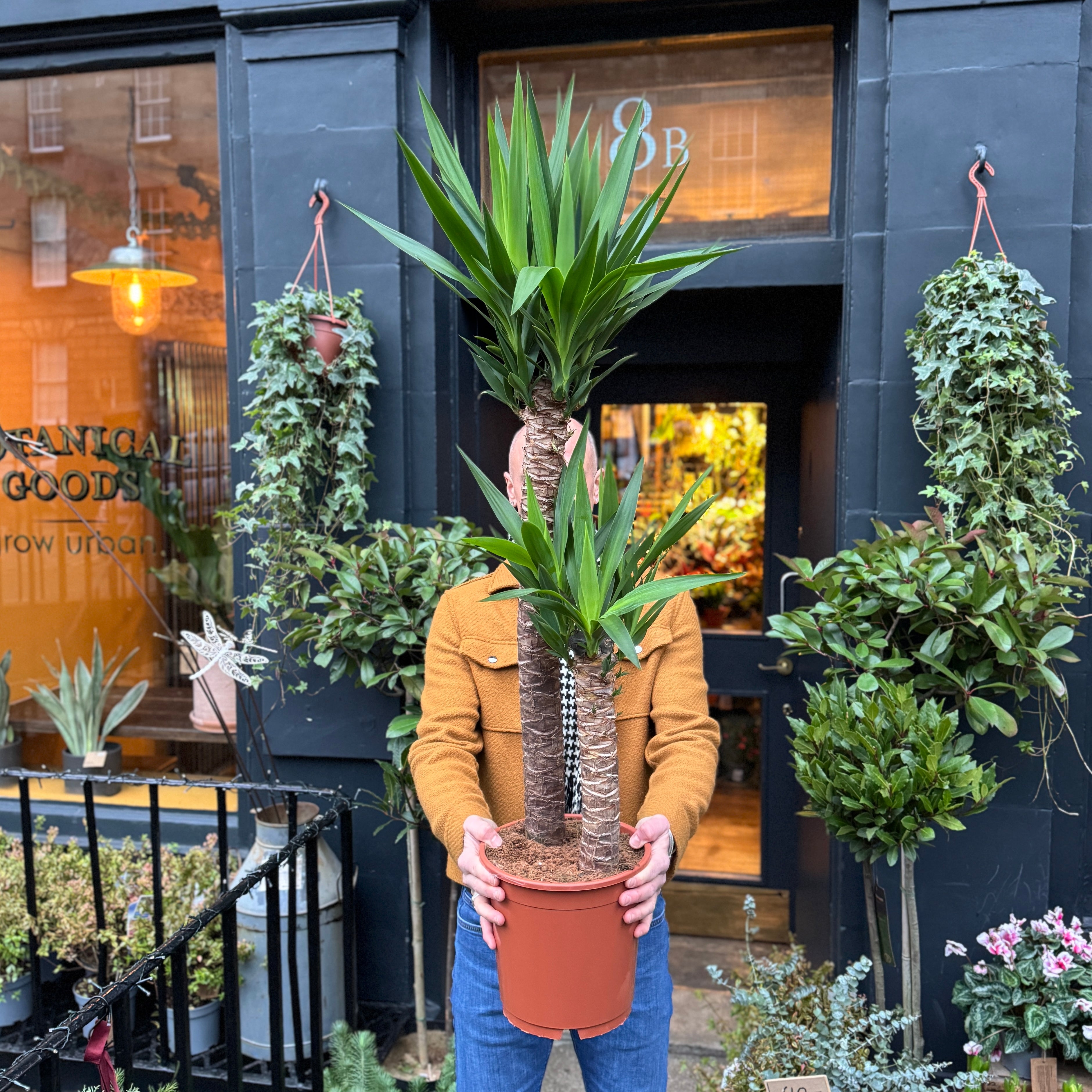 Yucca elephantipes (130cm)