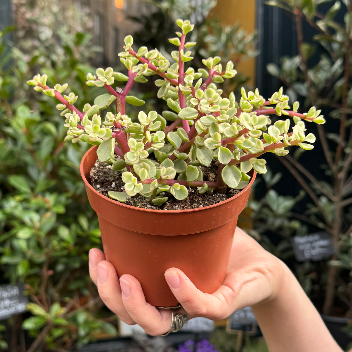 Portulacaria afra ‘Variegata’