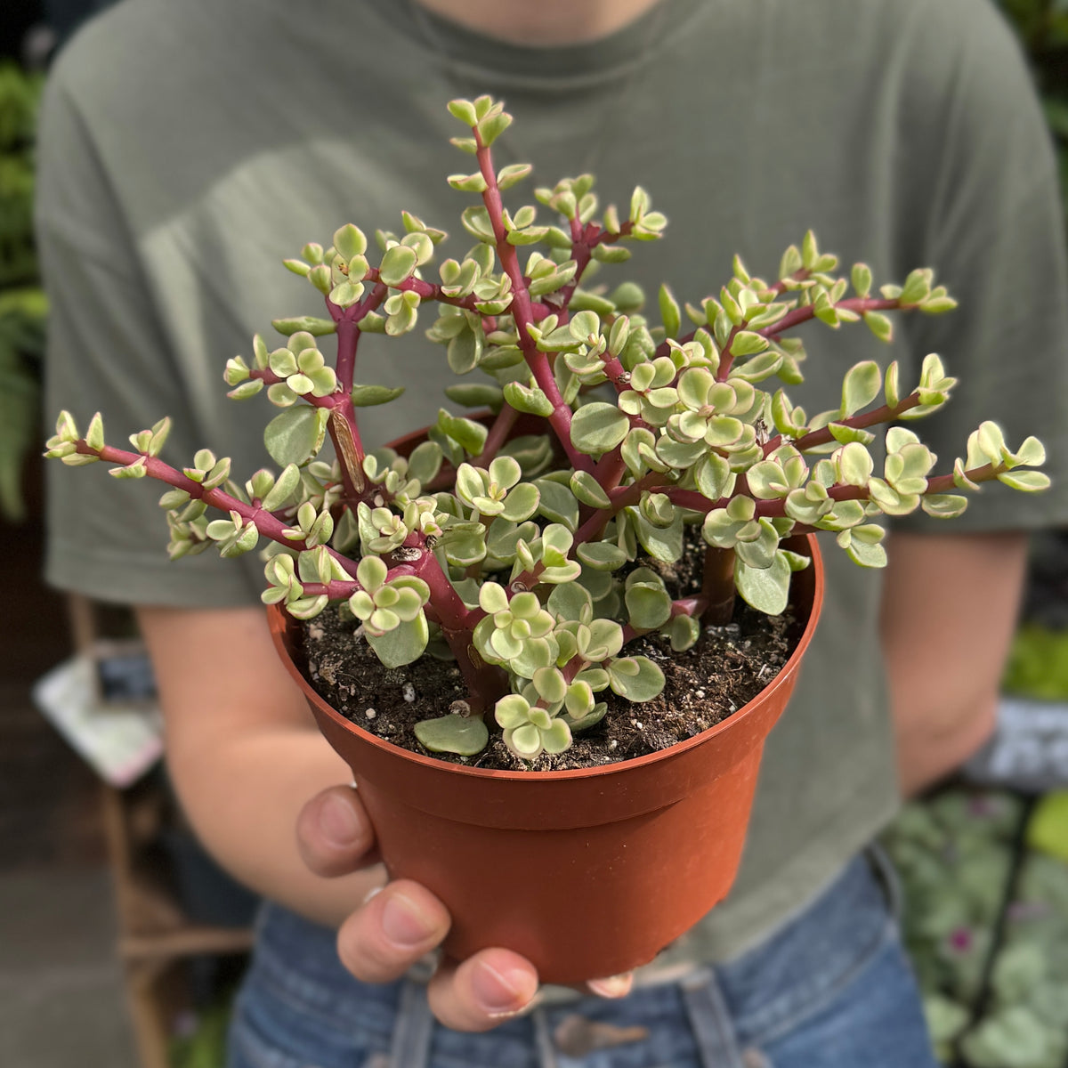 Portulacaria afra ‘Variegata’