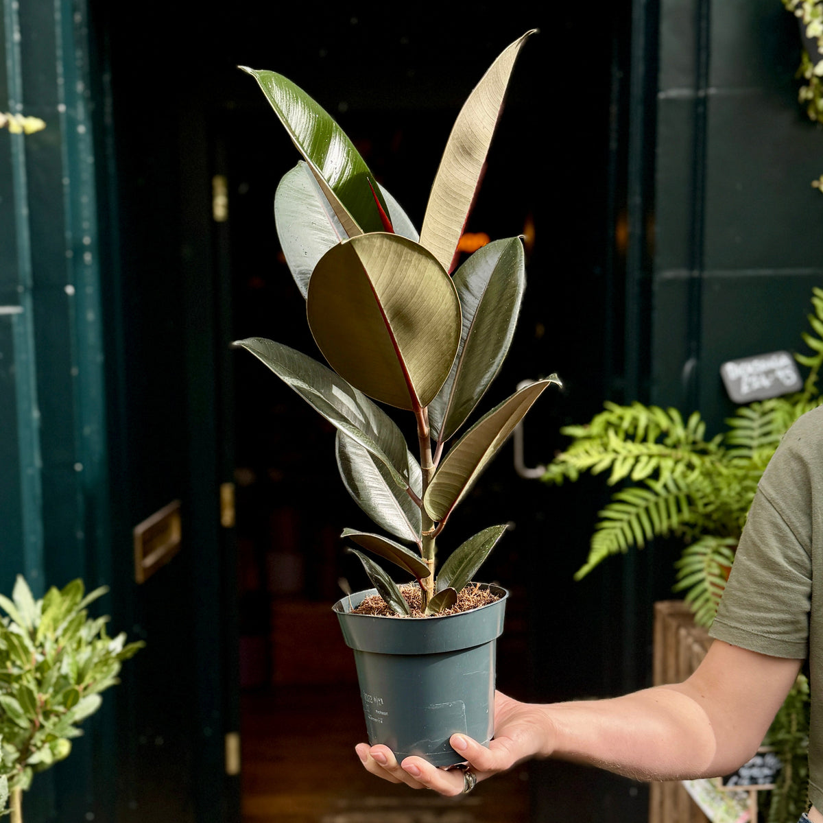 A potted 'Abidjan' rubber plant with large glossy leaves held by a person's hand in front of a dark doorway, with other plants visible in the background.
