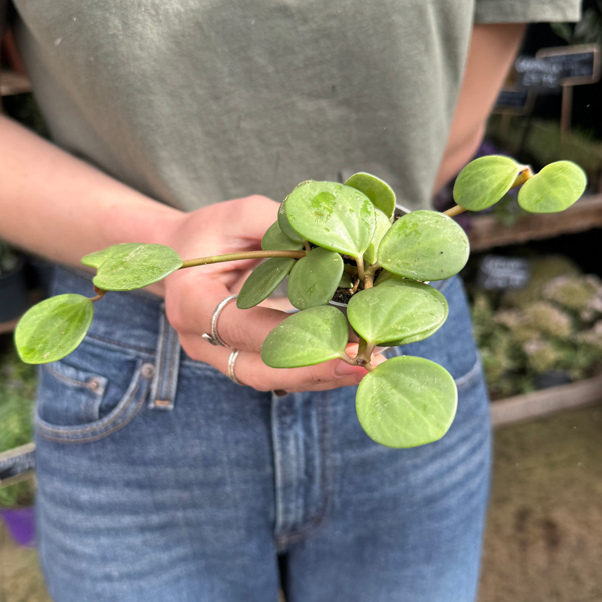 Peperomia ‘Hope’ (mini)
