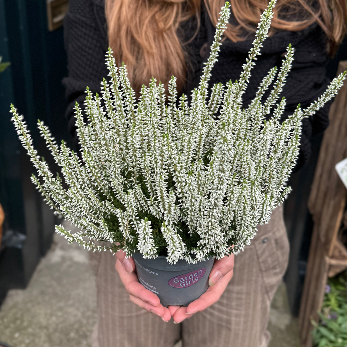 Calluna vulgaris Garden Girls® ‘White’