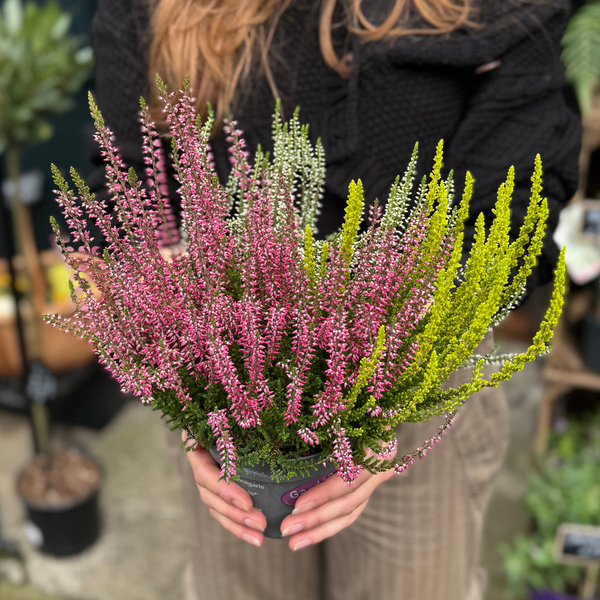 Calluna vulgaris Garden Girls® ‘Trio’