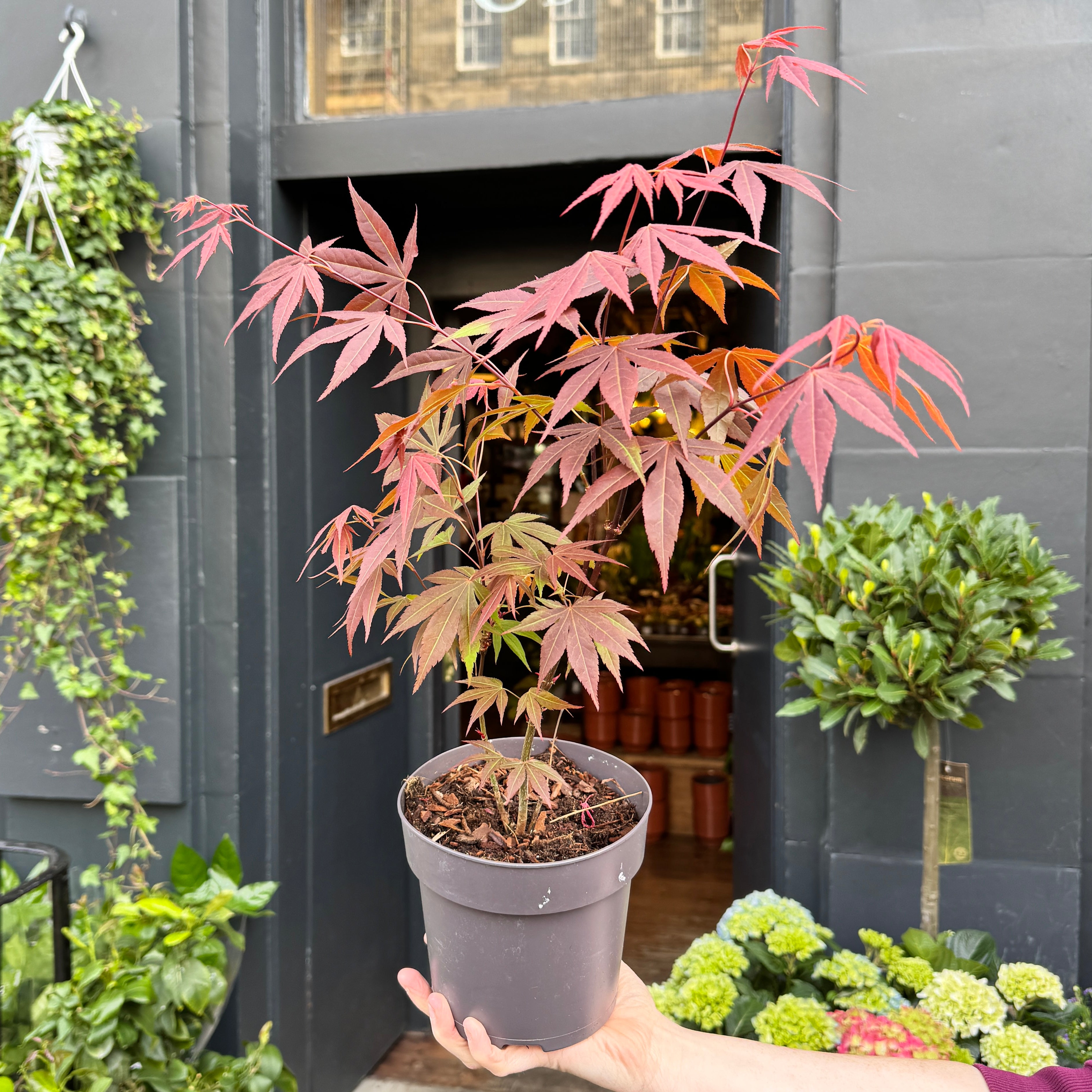 Acer palmatum 'Atropurpureum'