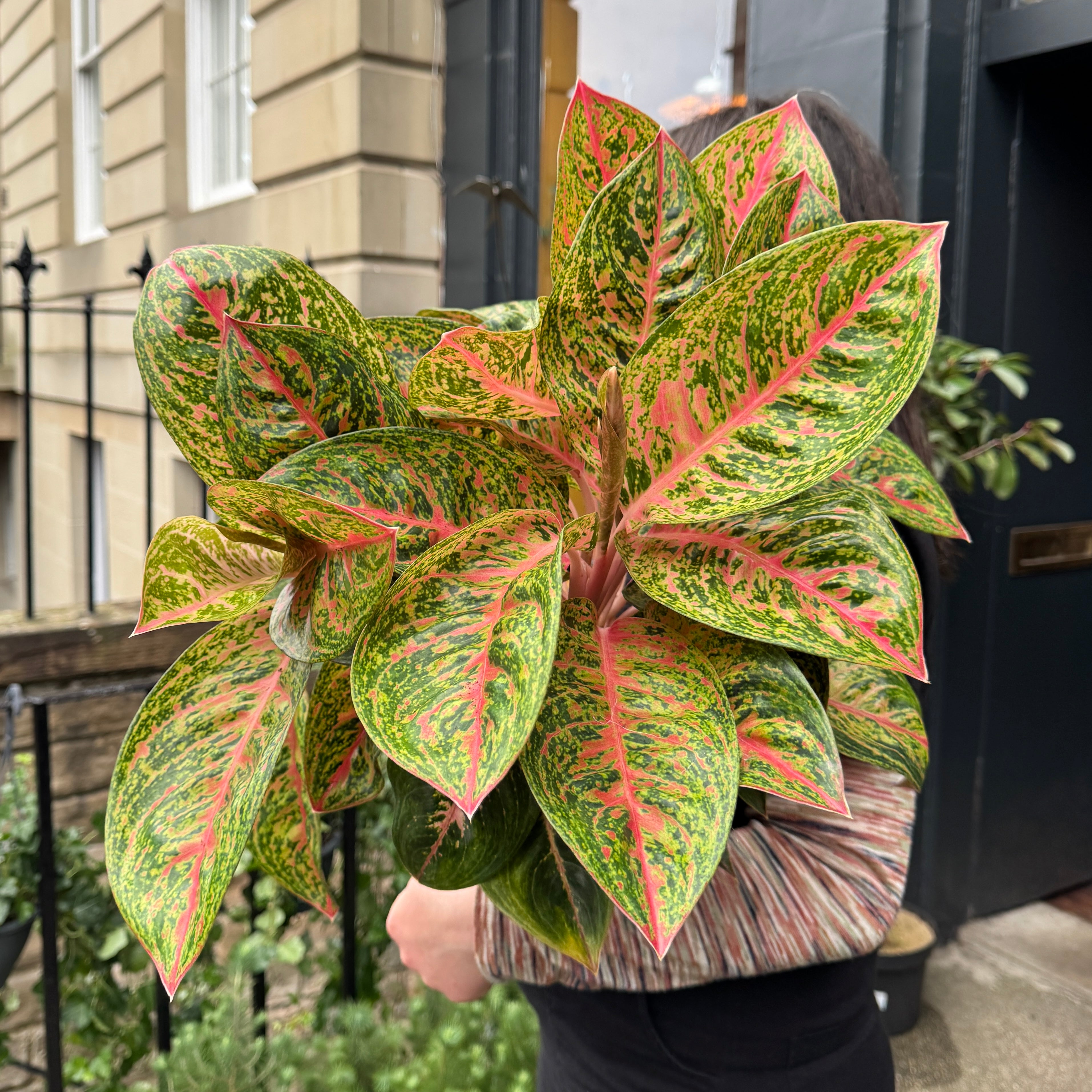 Aglaonema 'Red Reflections'