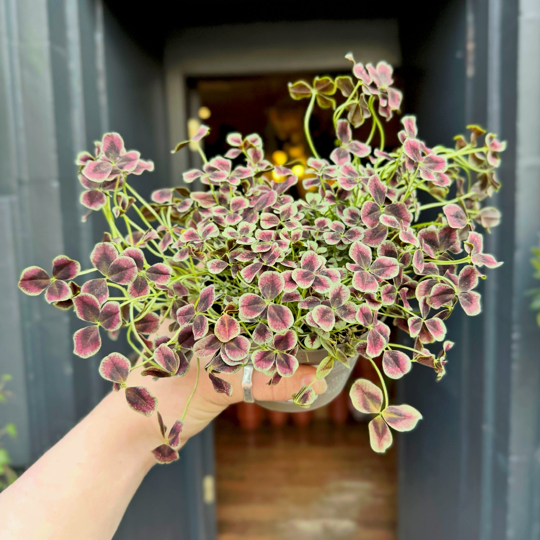 Trifolium repens 'Estelle'