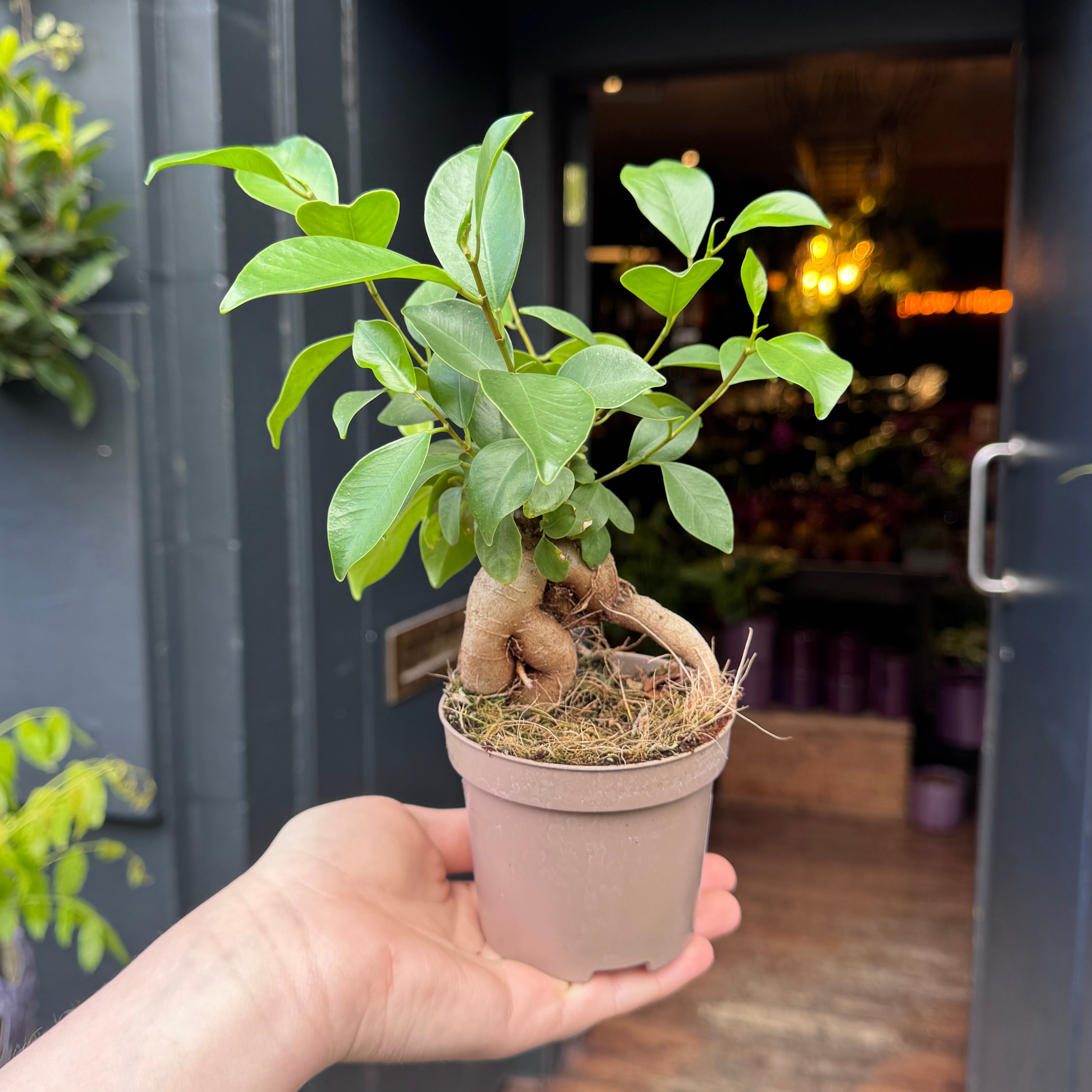 Ficus microcarpa ‘Ginseng’ (9cm pot)