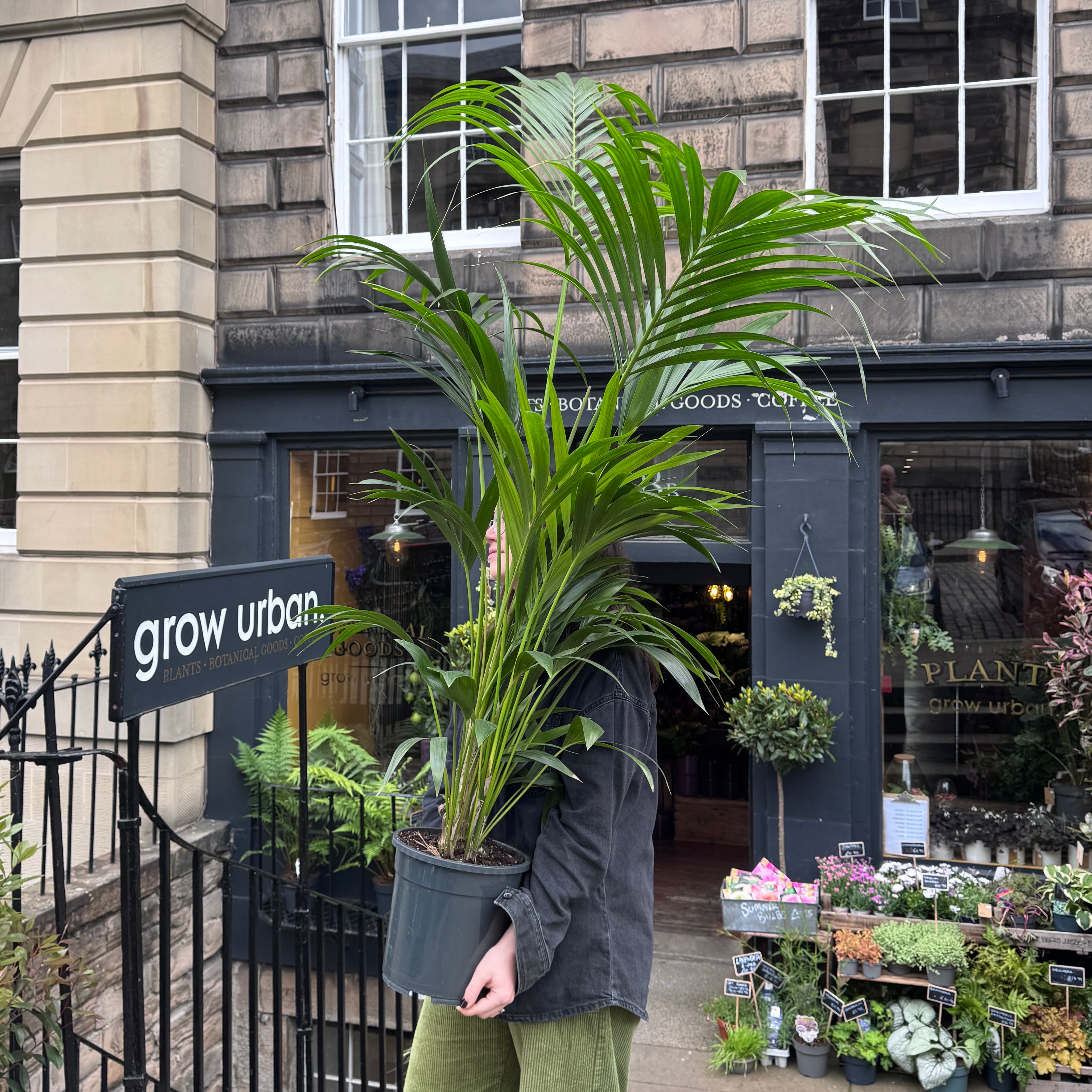 Howea forsteriana (160cm+)