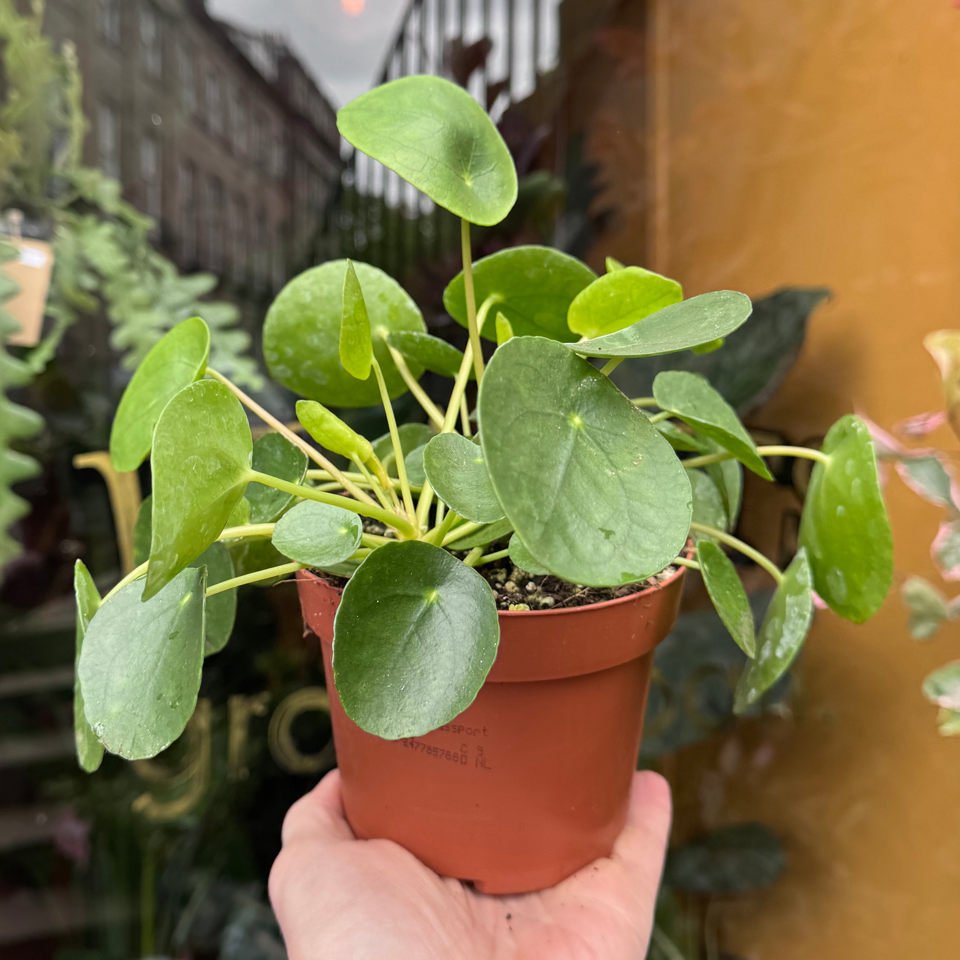 Pilea peperomioides (13cm pot)
