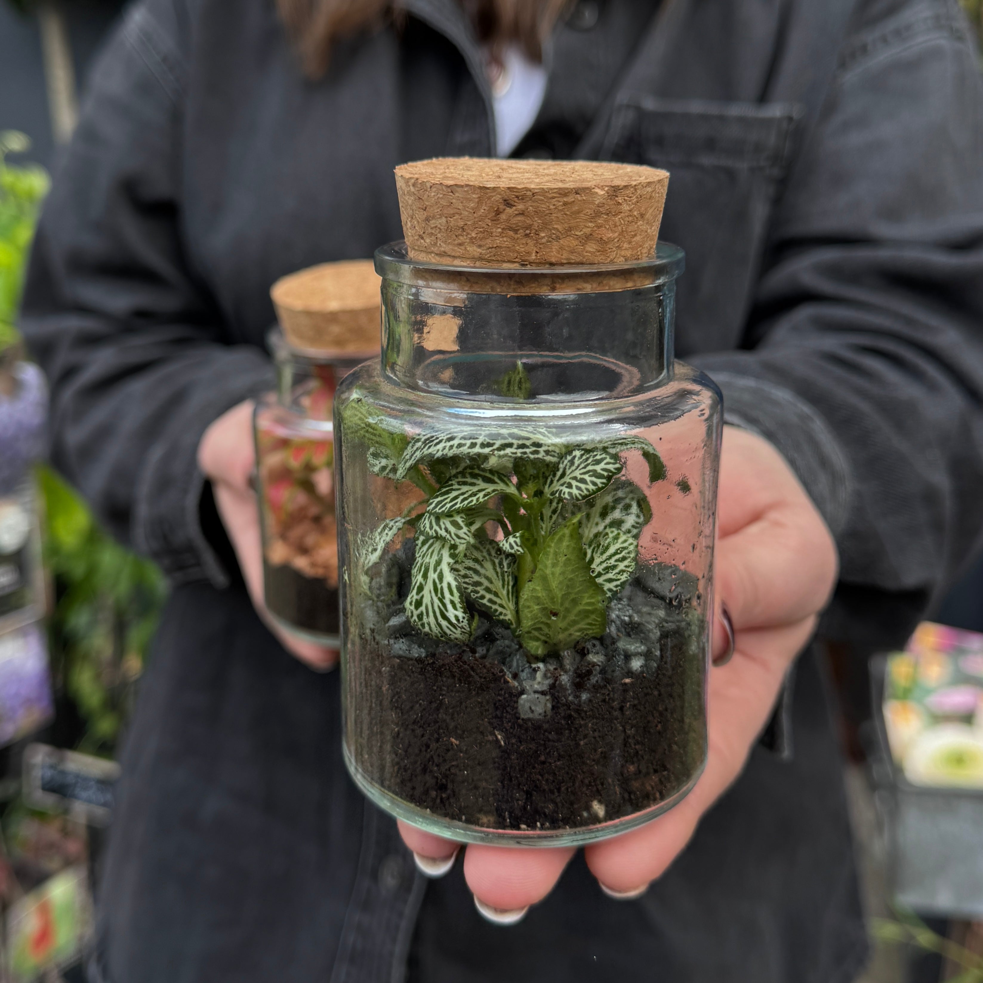 Petite Terrarium