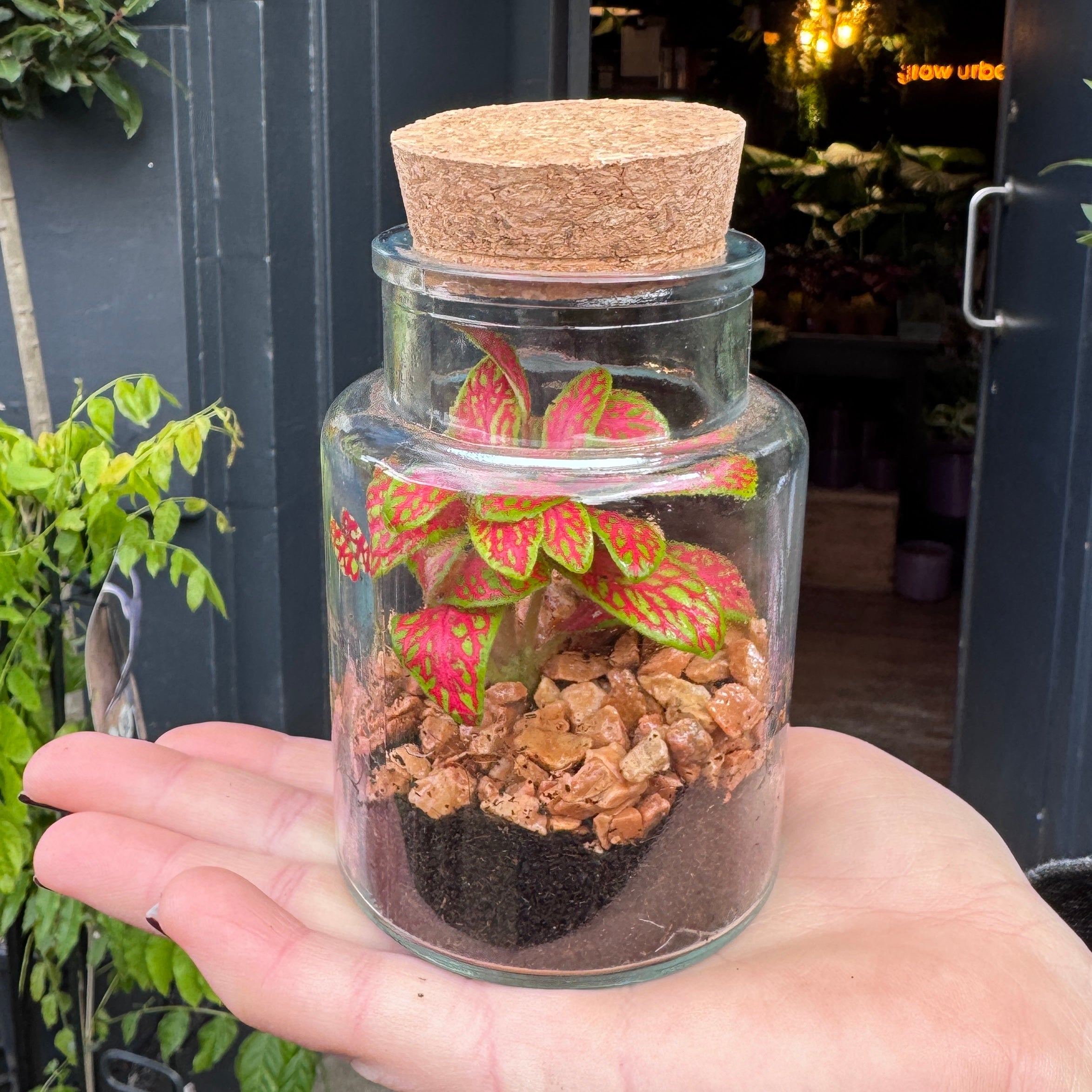 Petite Terrarium