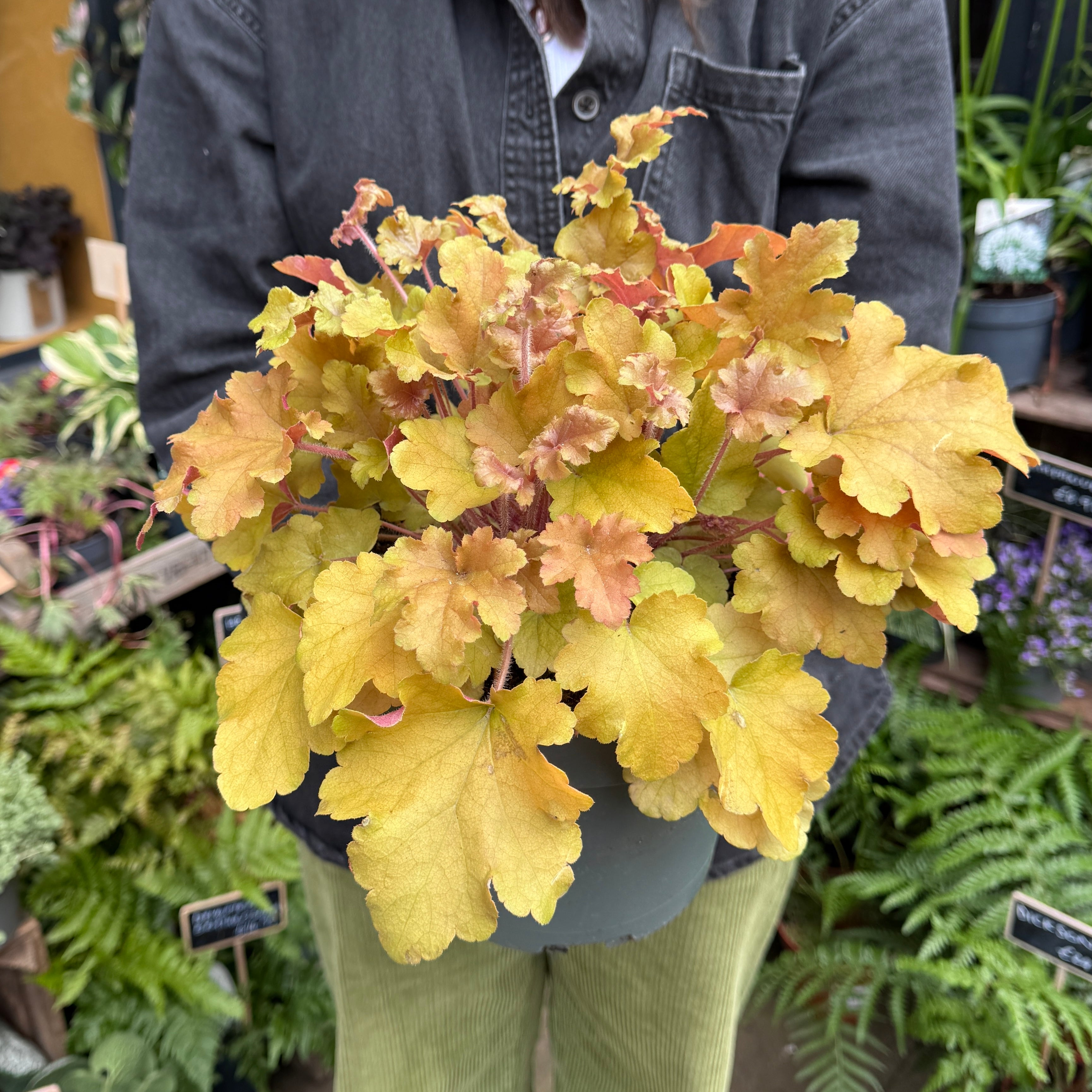 Heuchera 'Marmalade'