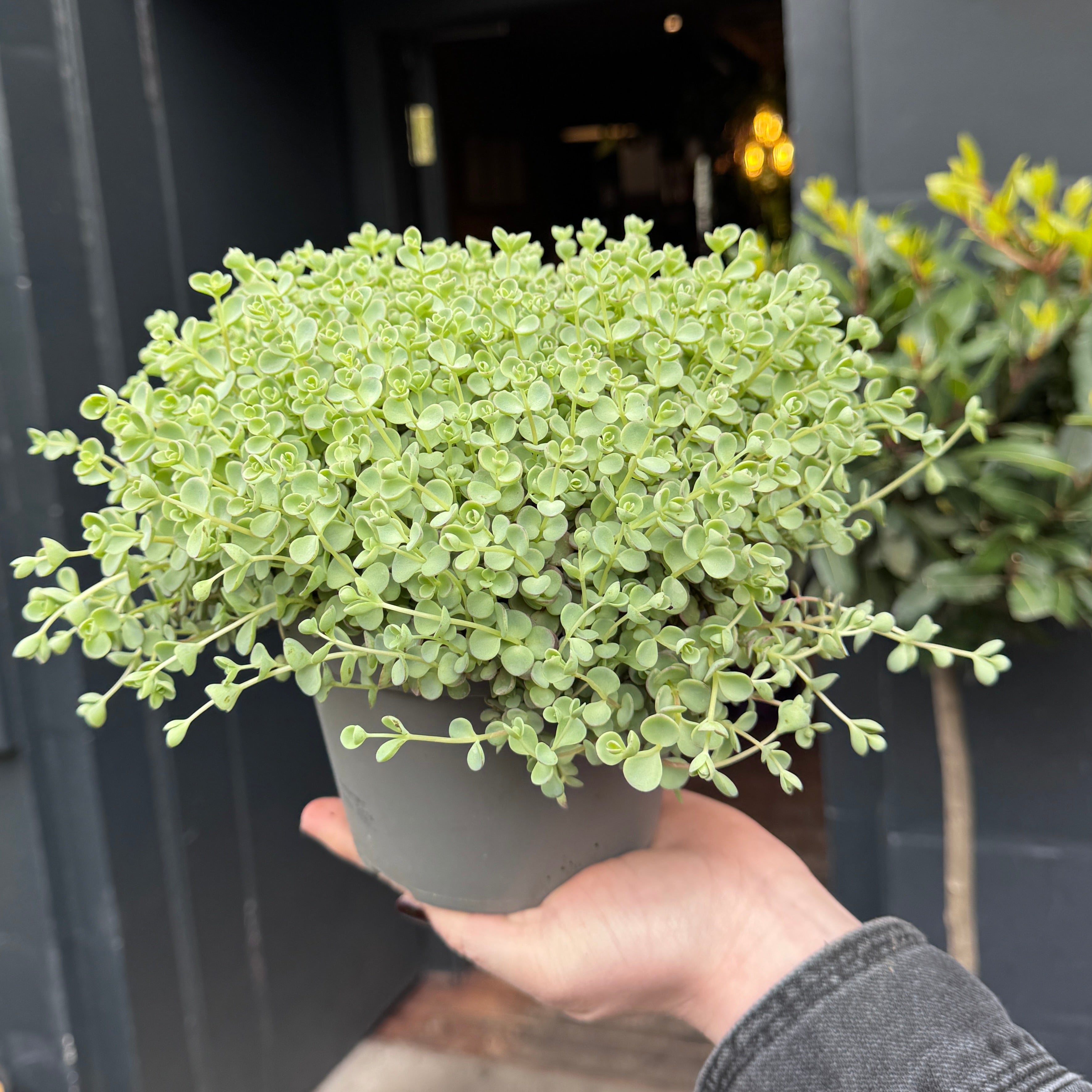 Sedum ewersii ‘Rose’