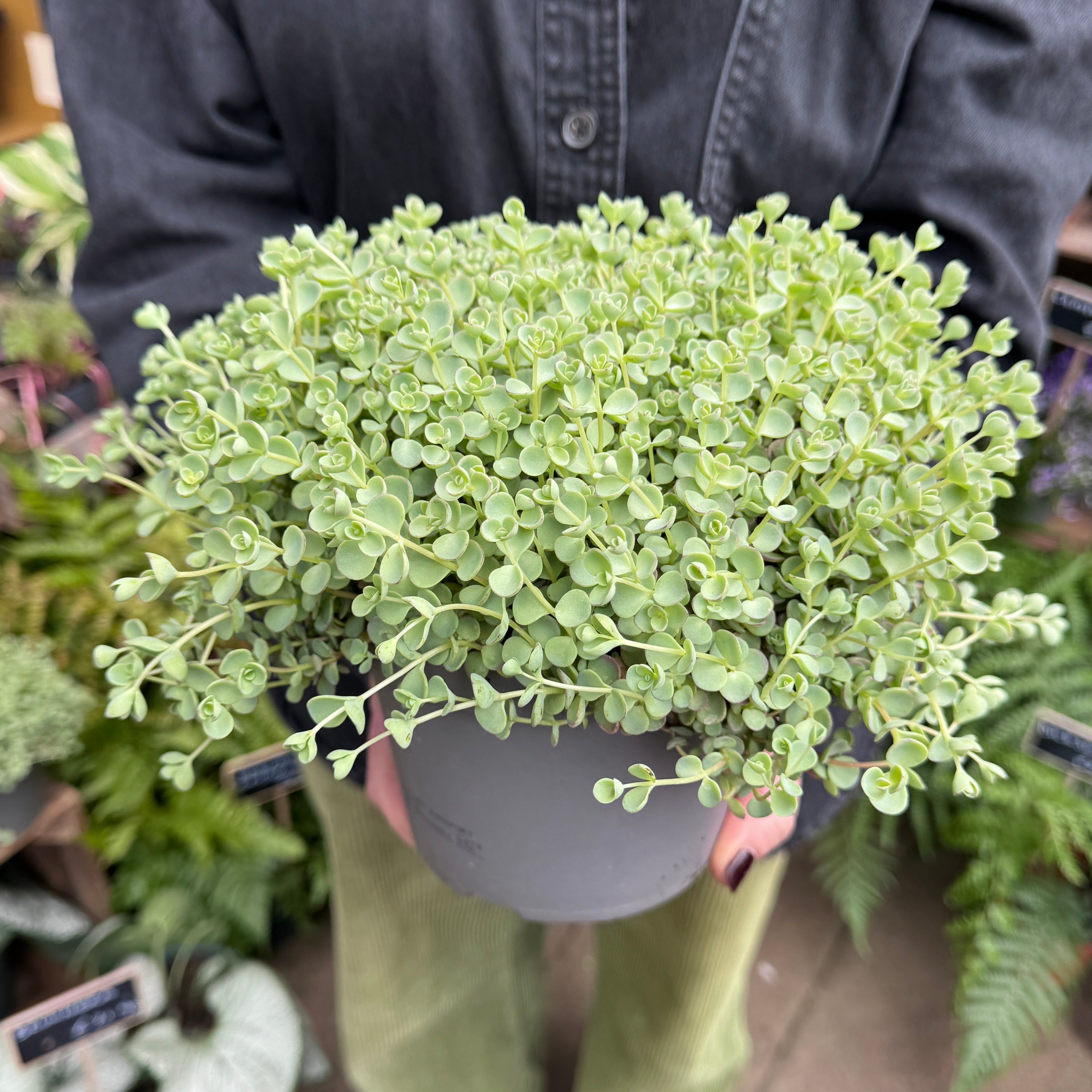 Sedum ewersii ‘Rose’