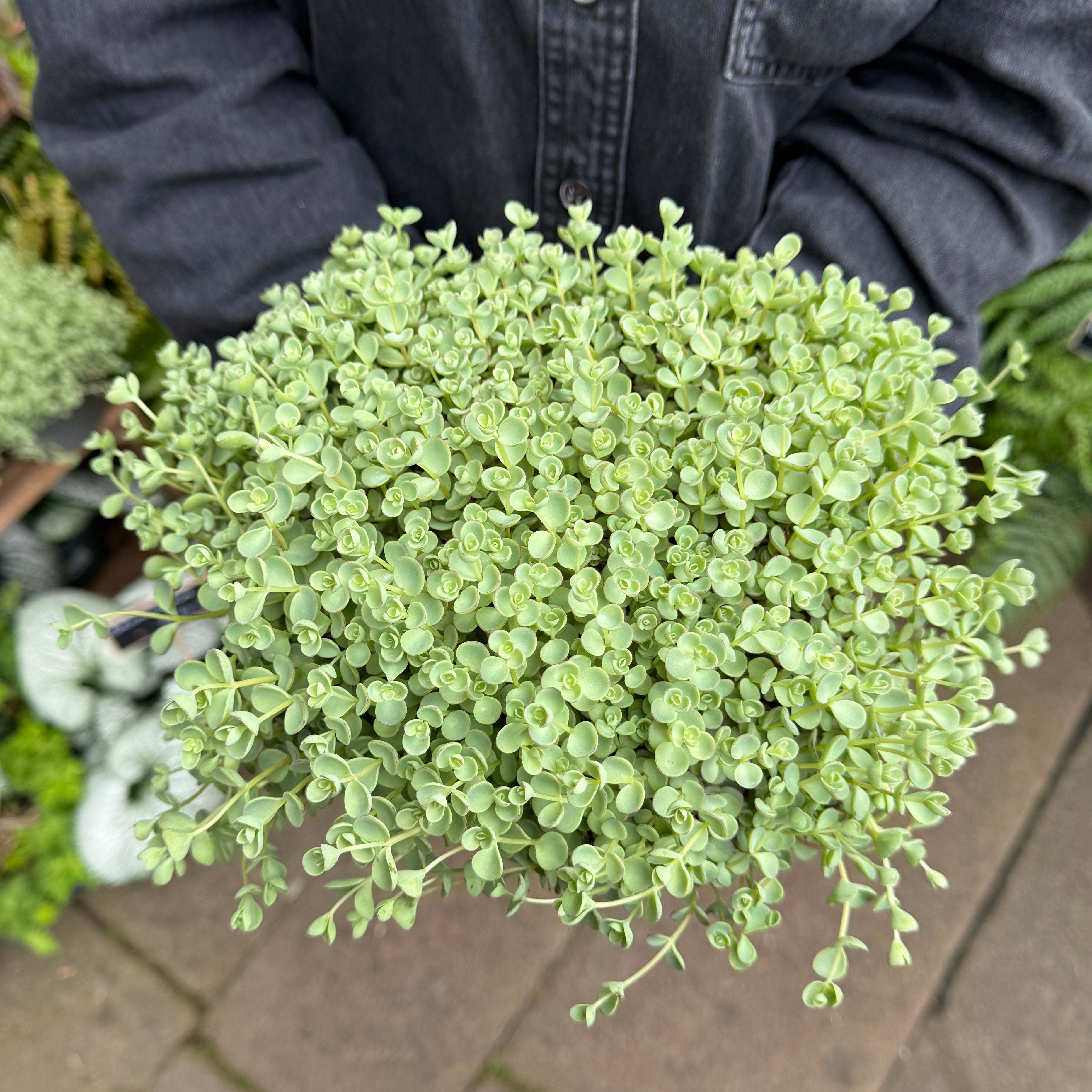 Sedum ewersii ‘Rose’