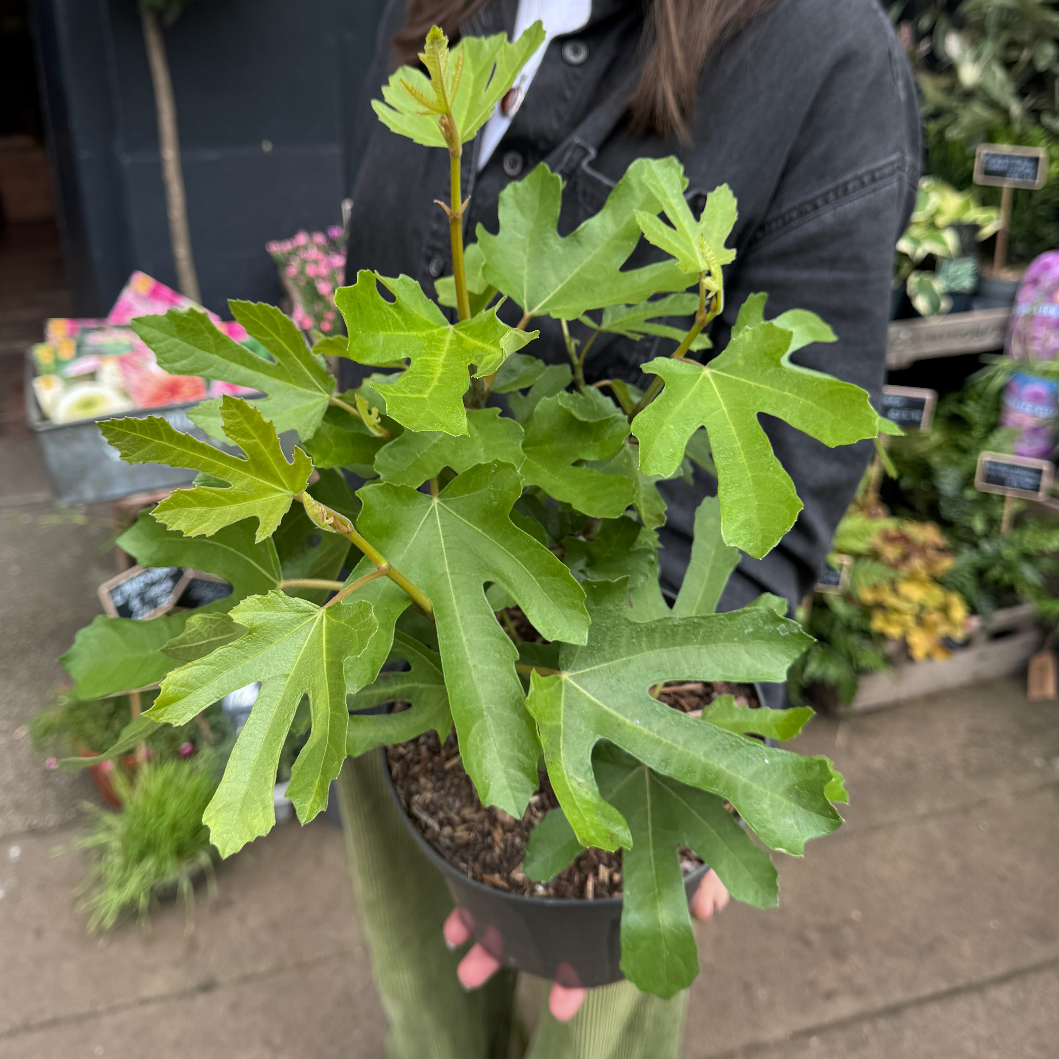 Ficus carica ‘Little Miss Figgy’