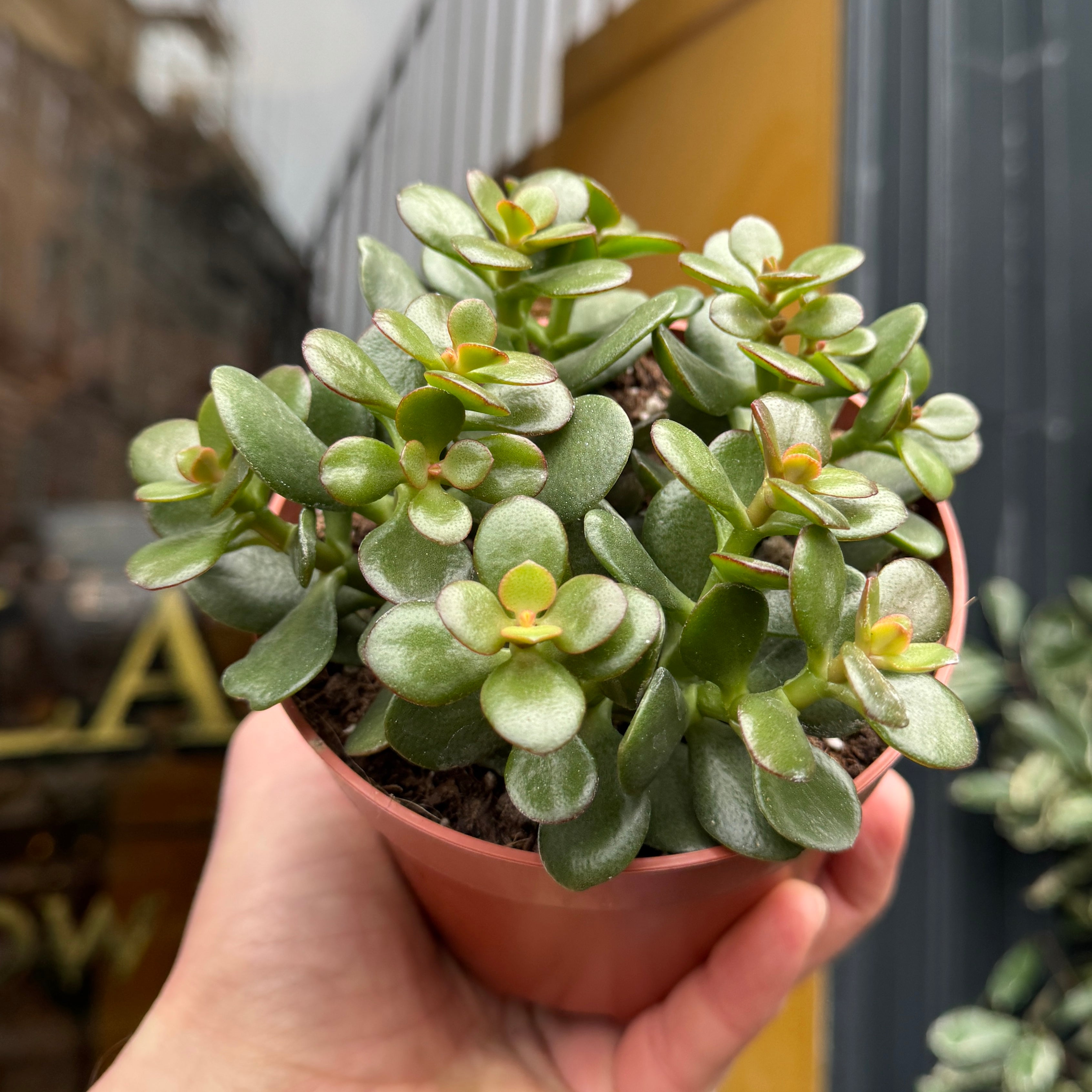 Crassula ovata 'Minor'