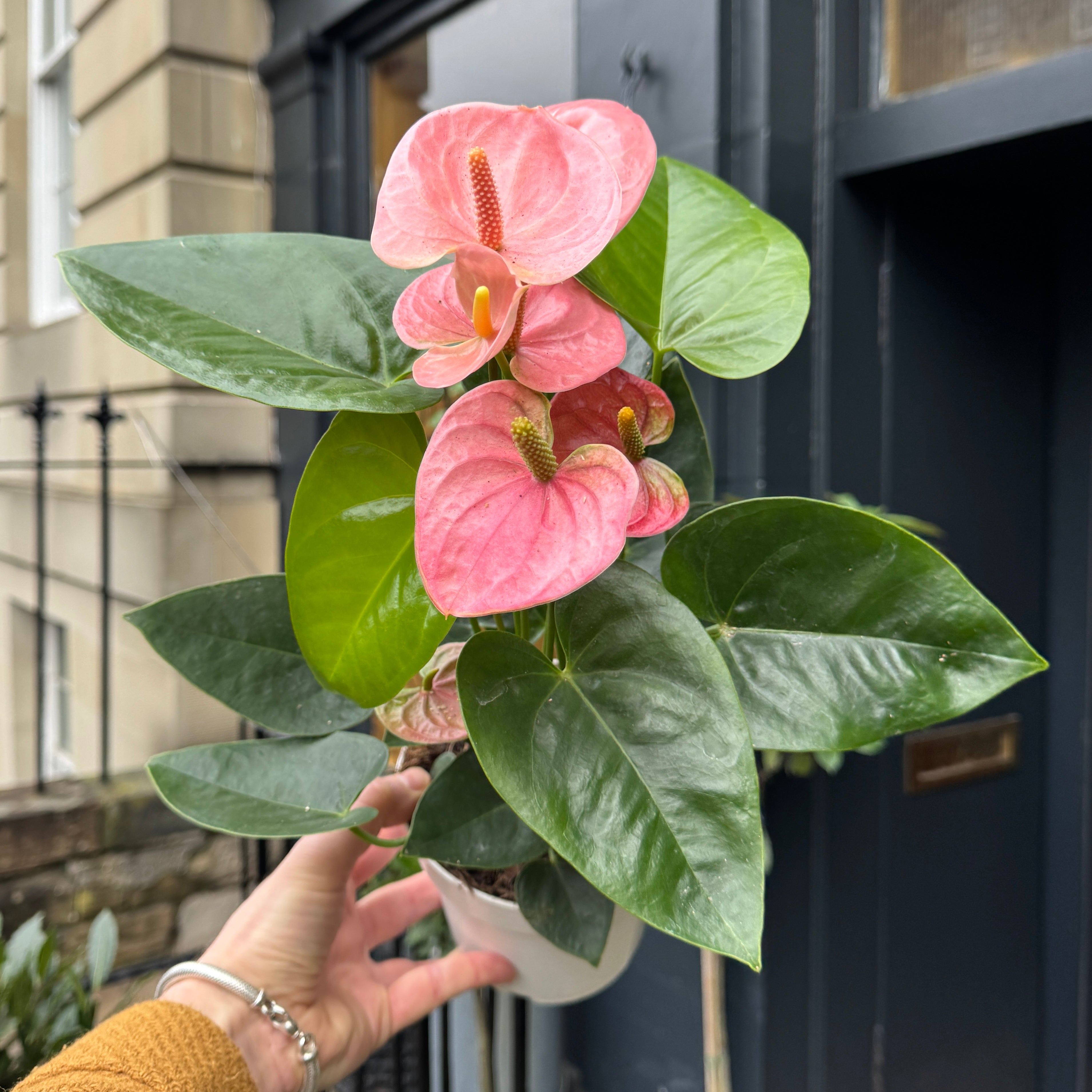 Anthurium ‘Royal Spirit Champion’