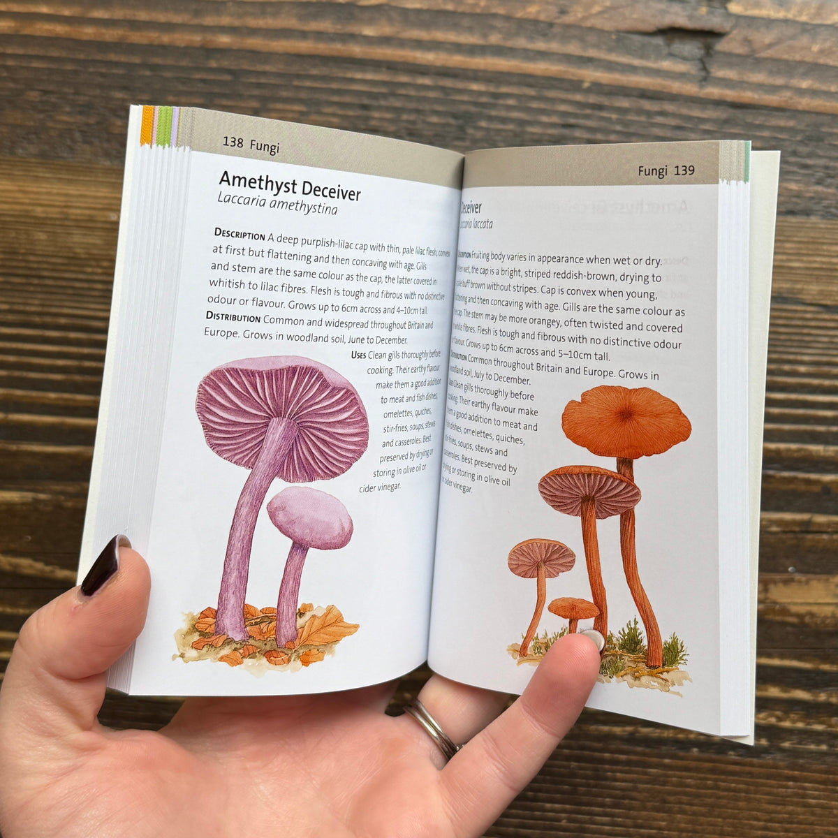 Concise Foraging Guide