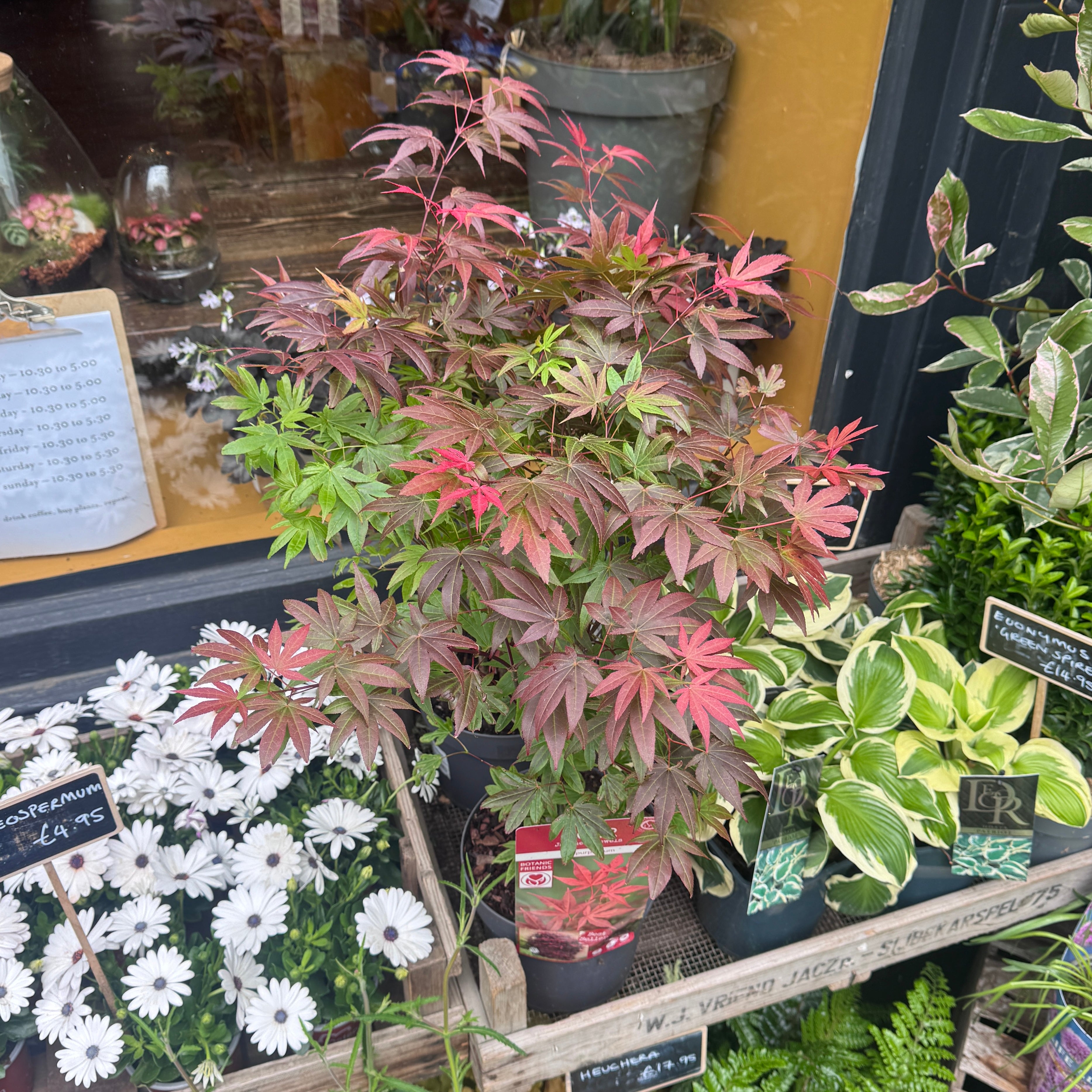 Acer palmatum 'Atropurpureum' (19cm pot)