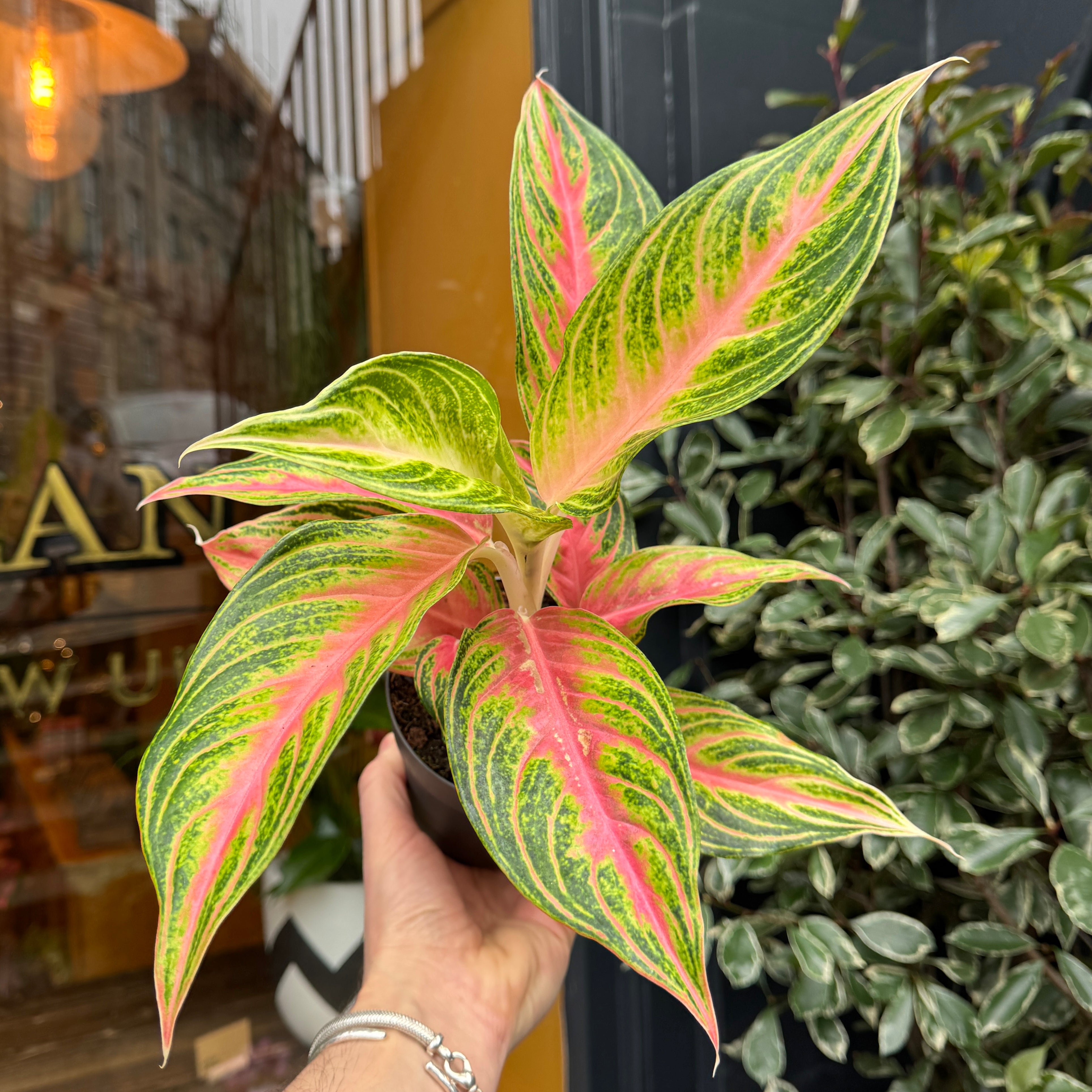 Aglaonema 'Eyecatcher'