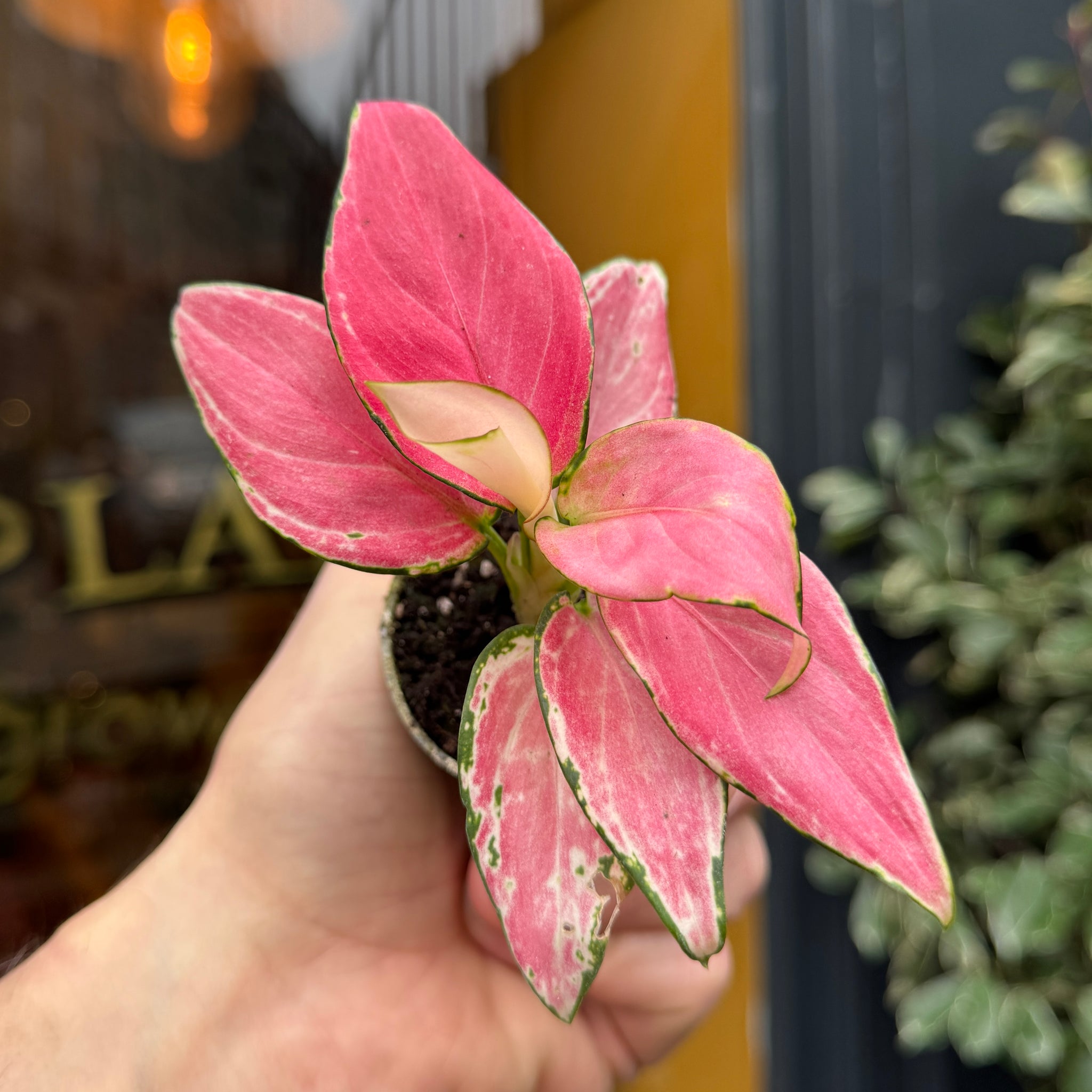 red katrina aglaonema Aglaonema 'Red Zirkon' | Chinese Evergreen
