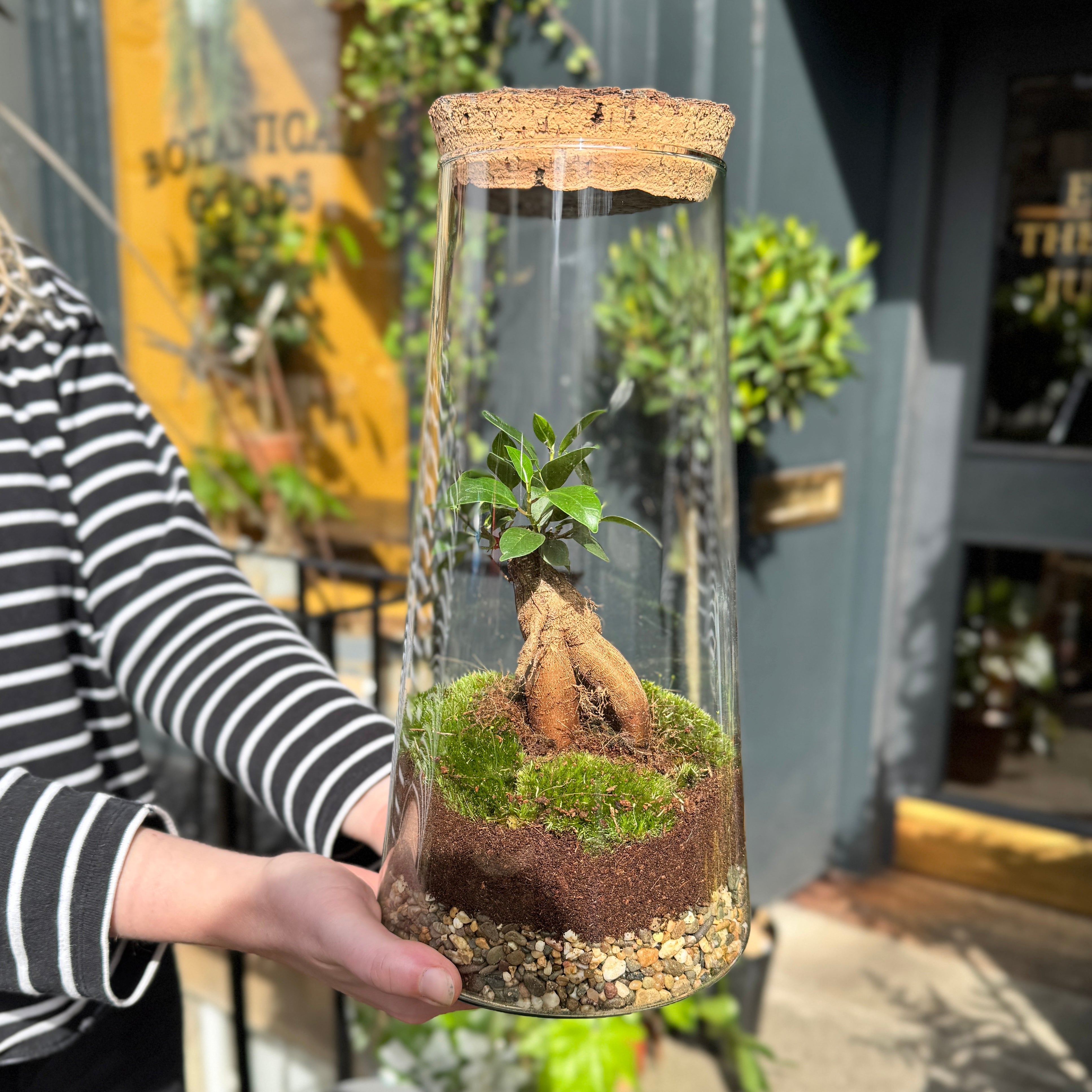 Bonsai Terrarium - Aged Cork