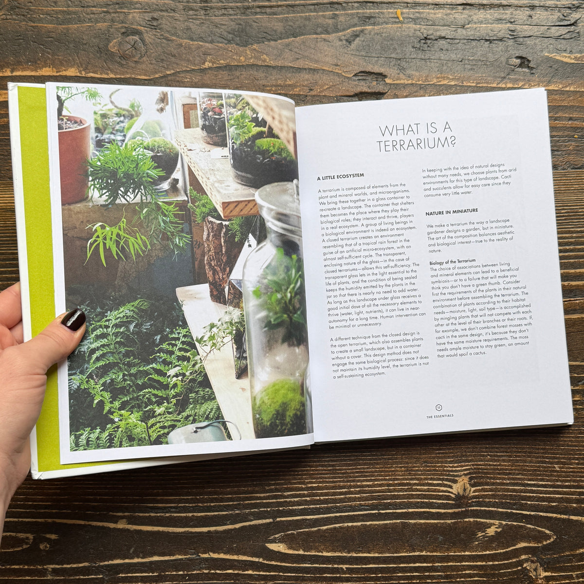 Terrarium: 33 Glass Gardens to Make Your Own