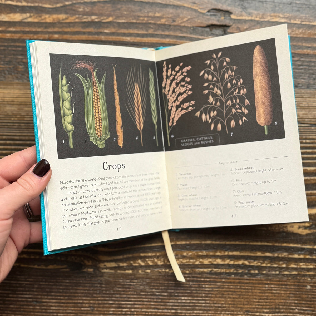Botanicum (Mini Gift Edition)