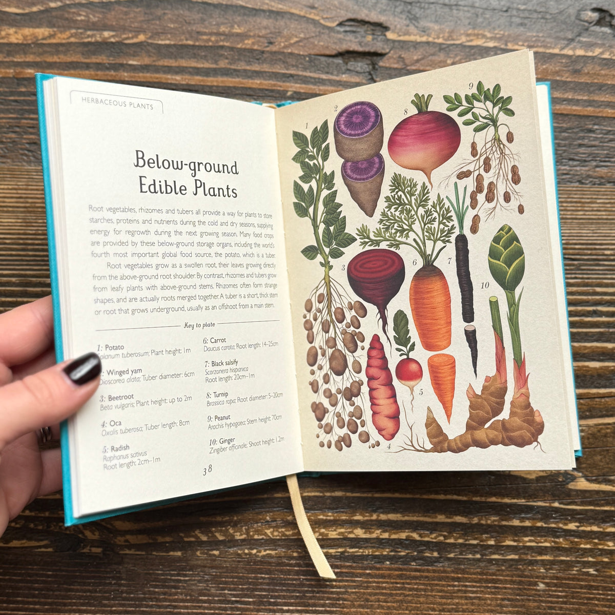 Botanicum (Mini Gift Edition)