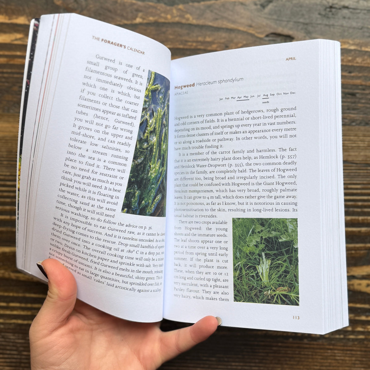The Forager's Calendar
